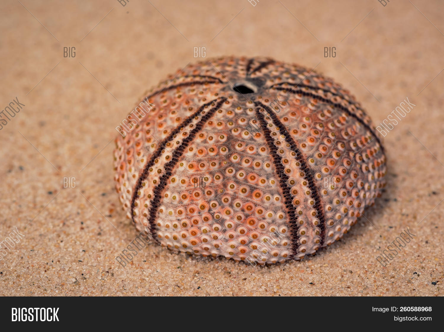 Karapaste Shell Carapace (shell) Of Sea Urchin (psammechinus Miliaris), Sorento, Amalfi ...