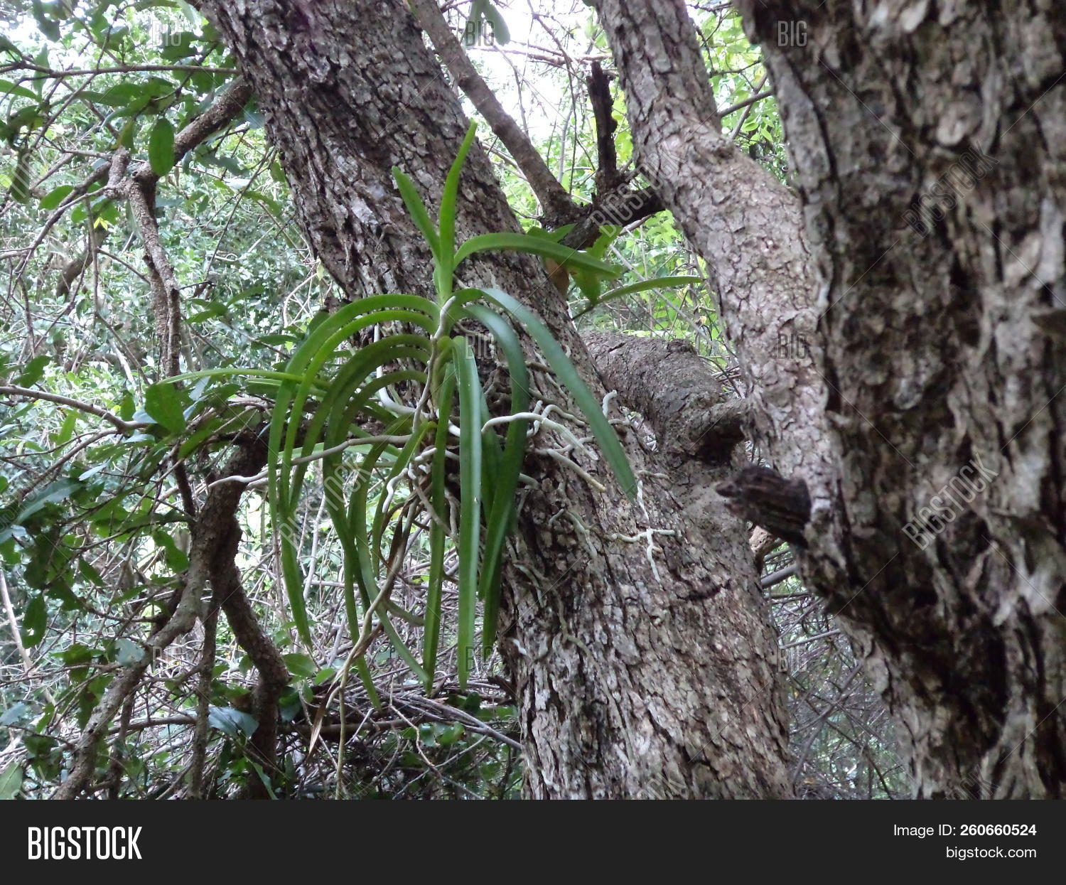 Epiphtic,Vanda,beautiful,medicinal,orchids,ornamental,plant,wild