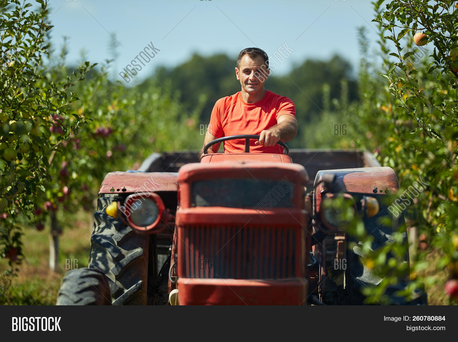 active,activity,agricultural,agriculture,apples,caucasian,countryside,day,diesel,driving,equipment,farm,farmer,grass,green,harvesting,hat,heavy,homegrown,land,lifestyle,machine,machinery,male,man,mature,motor,nature,old,one,orchard,outdoors,people,person,pomiculture,red,rural,scenic,senior,summer,sunlight,tool,tractor,trailer,transportation,trees,vehicle,vintage