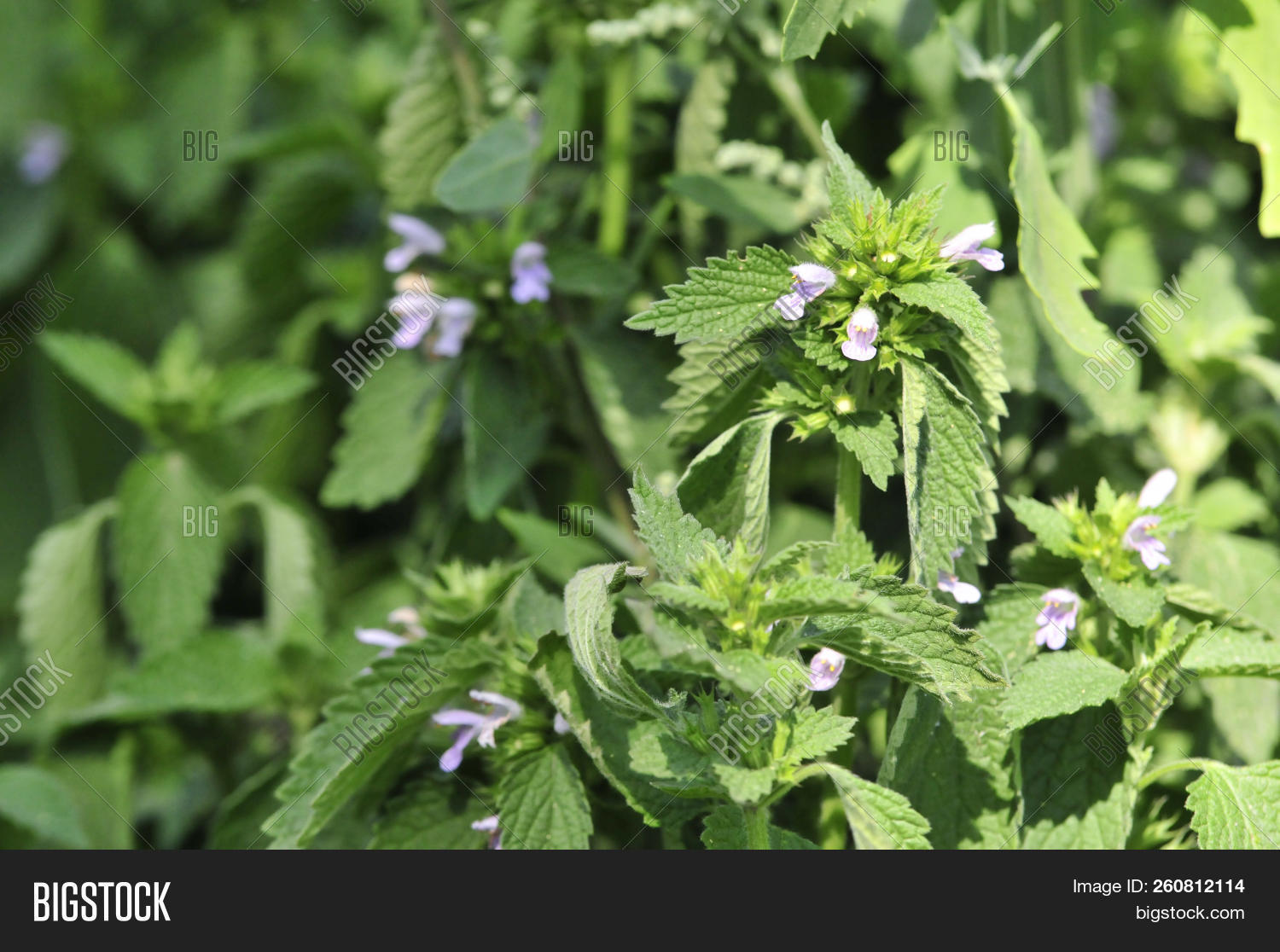 balm,common,effect,essential,food,fragrant,green,herb,herbaceous,lamiaceae,lemon,medicinal,medicine,melissa,mint,officinalis,oil,perennial,pharmacology,plant,relaxing,seasoning,sedative,spicy,striped,tasty,tea,tonic,treat