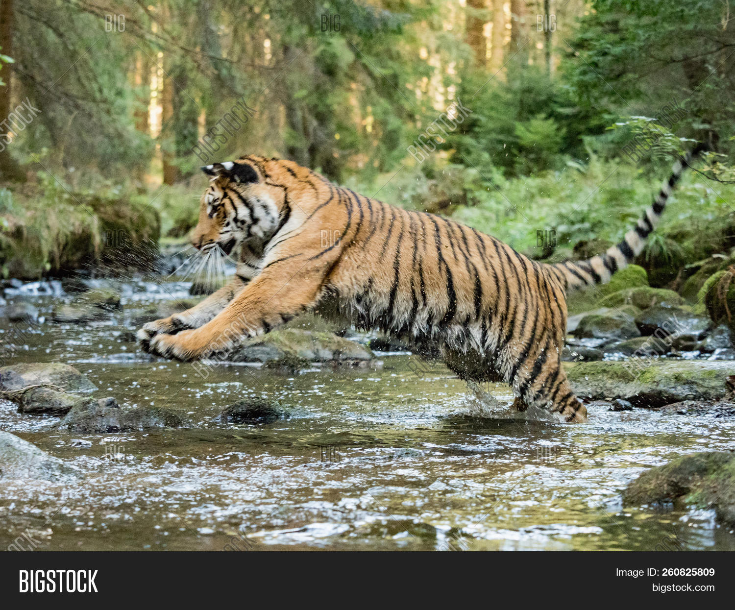 action,aggressive,altaica,amur,anger,angry,animal,beautiful,beauty,big,cat,closeup,cold,danger,endangered,expression,face,head,hunter,mammal,nature,panthera,portrait,predator,prey,running,russia,siberia,siberian,snow,striped,stripes,summer,tajga,teeth,tiger,tigress,tigris,water,white,wild,wildlife,winter