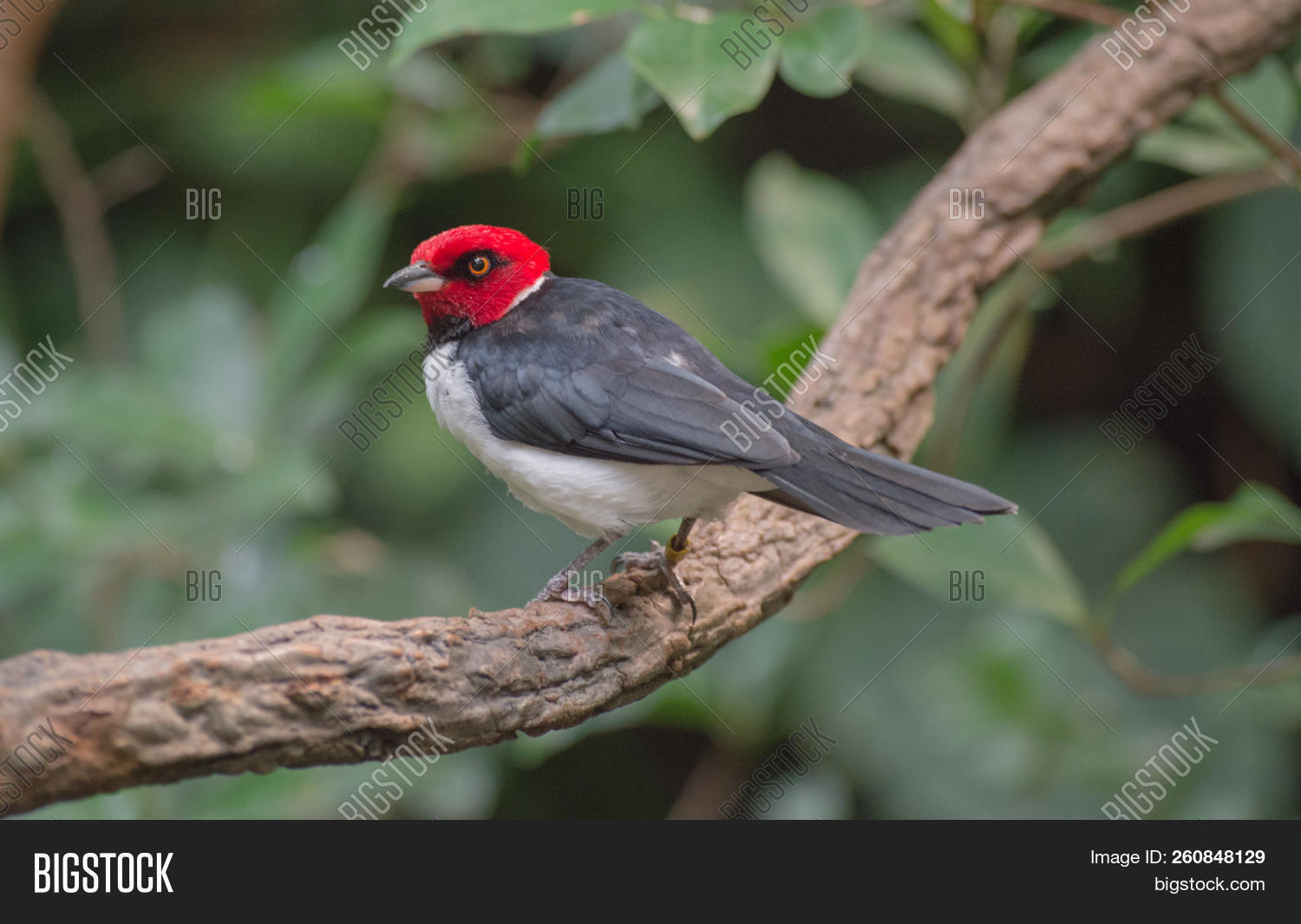 Paroaria,Red-capped,Thraupidae,animal,avian,background,beak,beautiful,beauty,bird,black,bokeh,branch,bright,cardinal,closeup,color,colorful,feather,forest,green,gularis,nature,outdoors,perched,pollen,red,sitting,songbird,vibrant,wild,wildlife