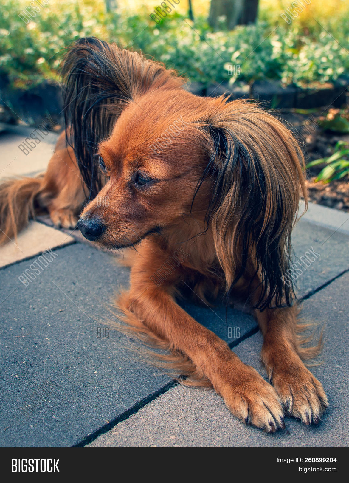 Russian Long Haired Toy Terrier A Long Haired Russkiy Toy