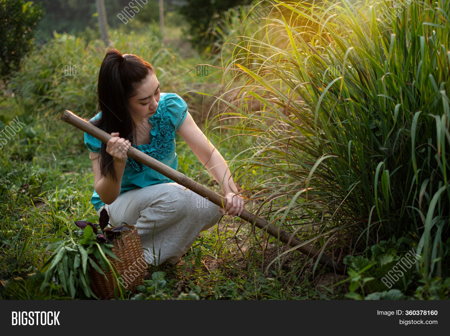 woman, 																					vegetable, 																					pick, 																					lemongrass, 																					lemon, 																					grass, 																					dig, 																					hoe, 																					spade, 																					garden, 																					hand, 																					shovel, 																					plant, 																					soil, 																					holding, 																					harvest, 																					gardener, 																					beauty, 																					green, 																					white, 																					rural, 																					countryside, 																					outdoor, 																					clothing, 																					skirt, 																					shirt, 																					cultivation, 																					natural, 																					farm, 																					crop, 																					adult, 																					person, 																					growing, 																					female, 																					lady, 																					healthy, 																					caucasian, 																					fresh, 																					growth, 																					farmer, 																					food, 																					produce, 																					nature, 																					farming, 																					harvesting, 																					agriculture, 																					life, 																					beautiful, 																					girl, 																					young