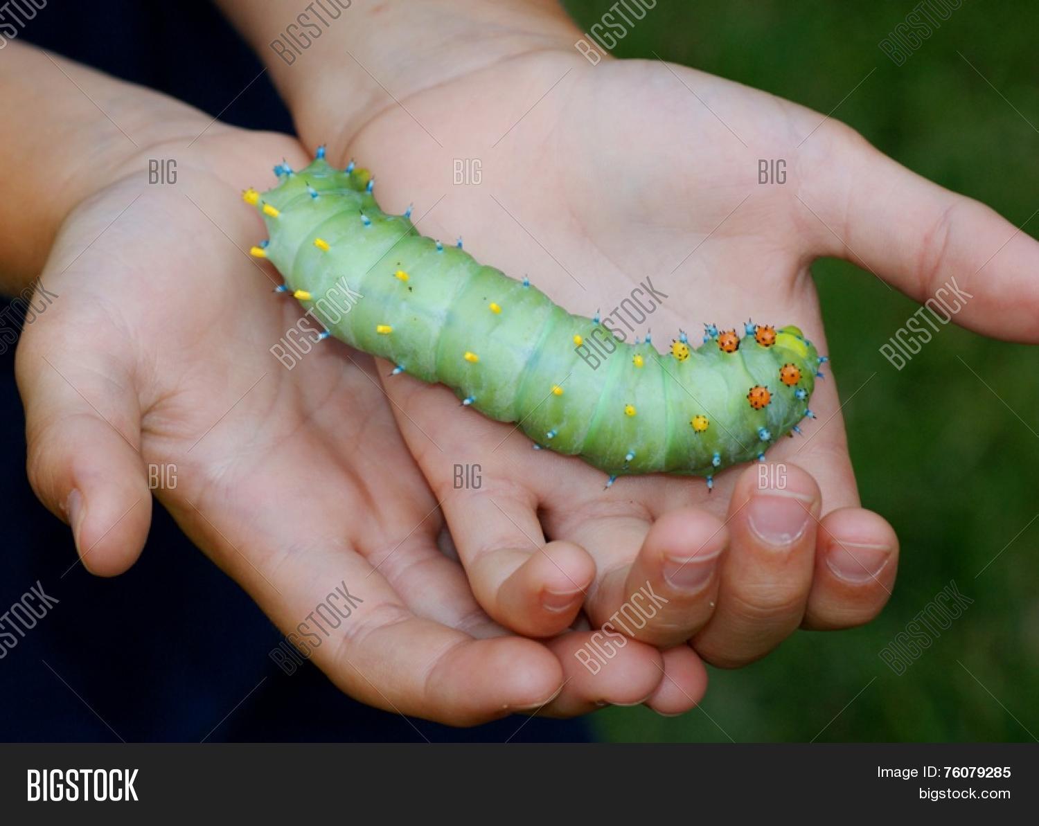 Giant Cecropia Moth Caterpillar Hyalophora Cecropia Image Stock Photo