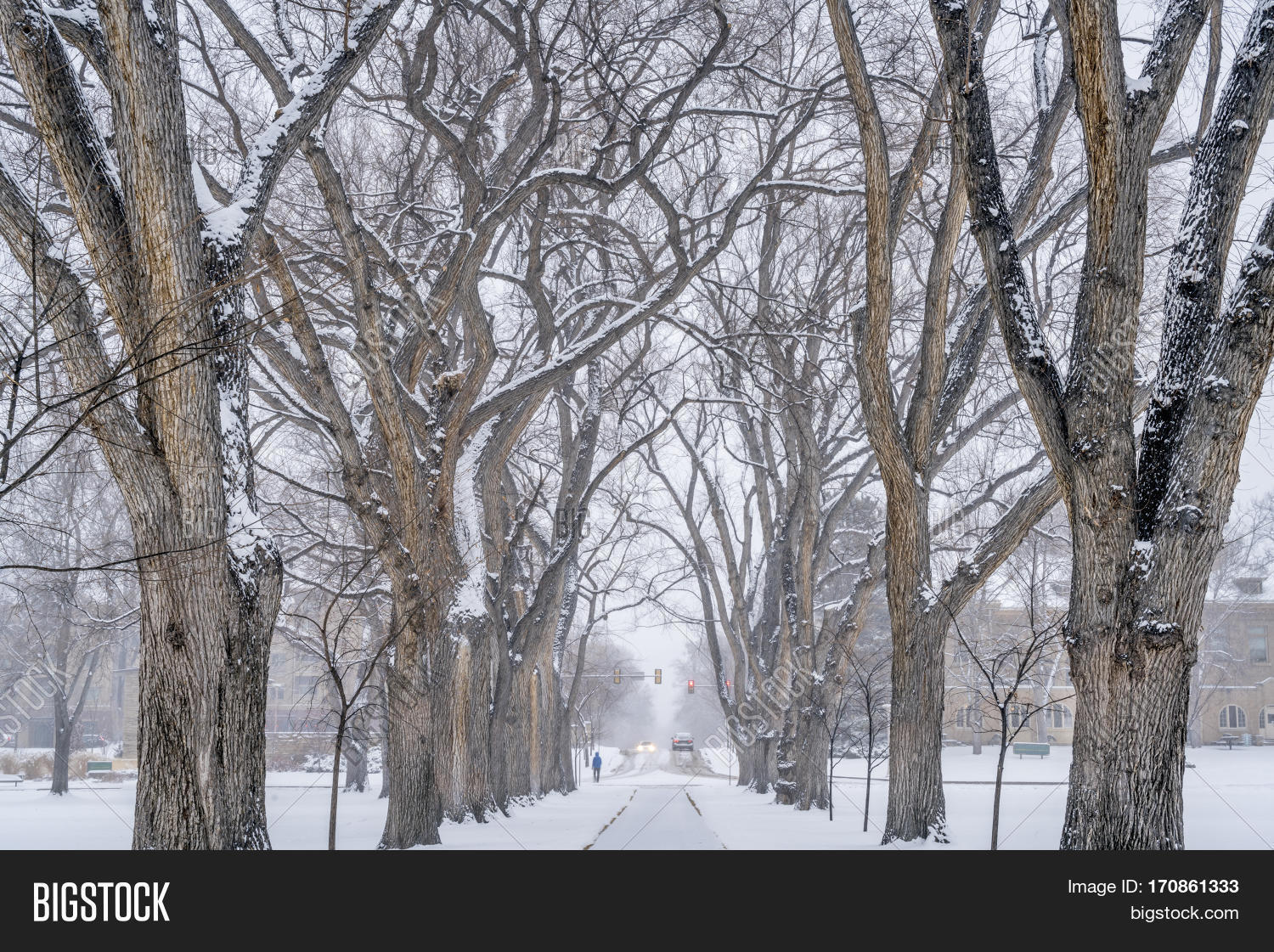 alley,blizzard,blur,building,campus,colorado,csu,elm,fort collins,ft collins,old,oval,pathway,pedestrian,sidewalk,snow,snow storm,street,traffic lights,tree,university,white,winter,winter storm