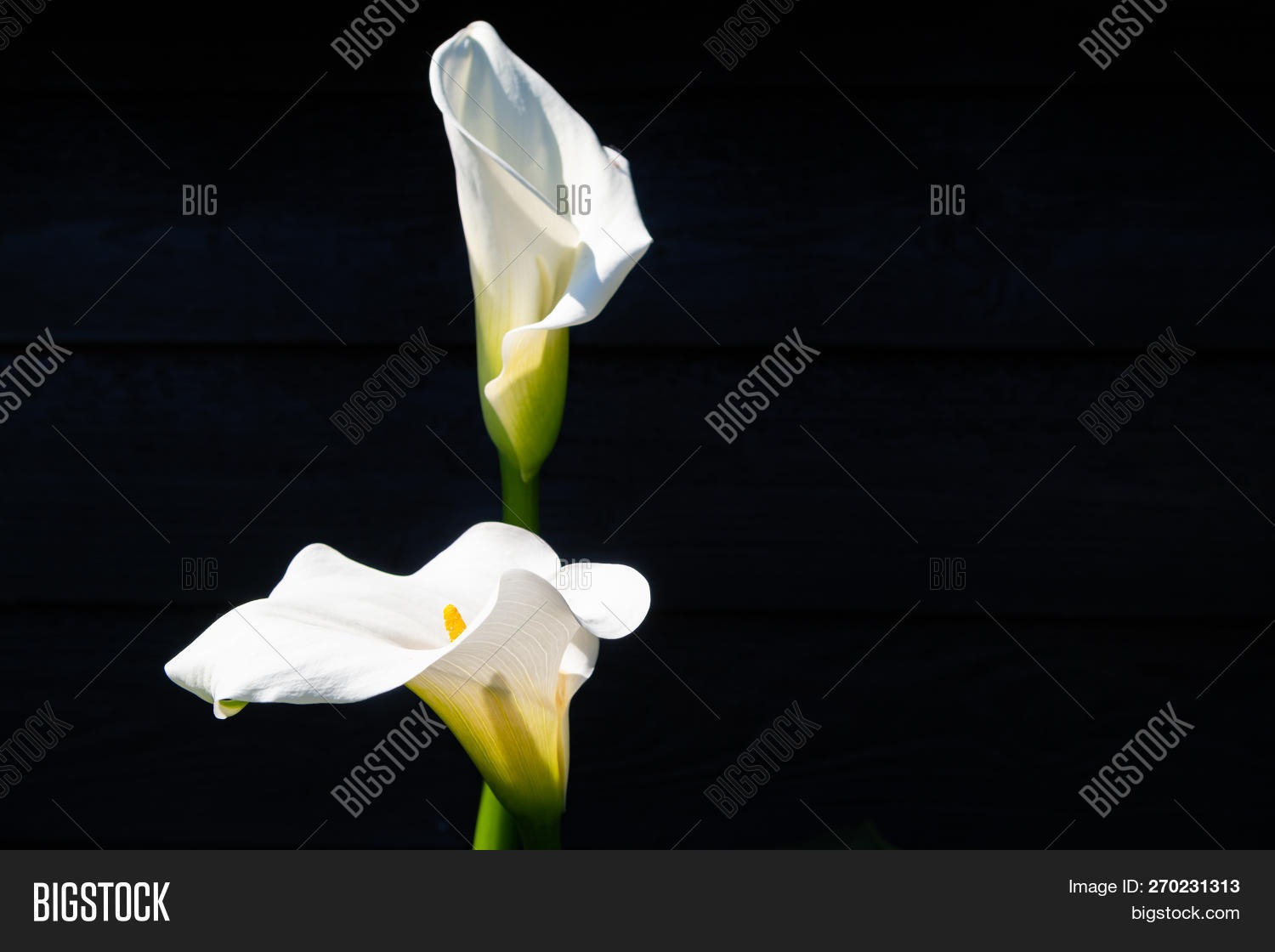Araceae,Zantedeschia,aethiopica,art,arum,background,black,bouquet,calla,card,close,concept,conceptual,concolence,copy,dark,death,decoration,evergreen,flora,flower,funeral,garden,green,growing,grown,key,lily,loneliness,loss,natural,nature,ornamental,perennial,photo,plant,pond,postcard,sadness,sorrow,space,stream,style,summer,tall,theme,toxic,up,wallpaper,white