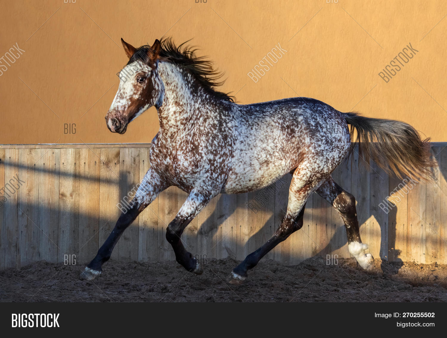 active,andalusian horse,animal,appaloosa,baroque,body,coat,color,crossbreed,domestic,equine,golden,horizontal,horse,looking at camera,mammal,manege,mixed breed,motion,nobody,one,outdoor,outside,paddock,profile,rare,run,side,side view,spanish,stallion,sunny,trot,unique,white