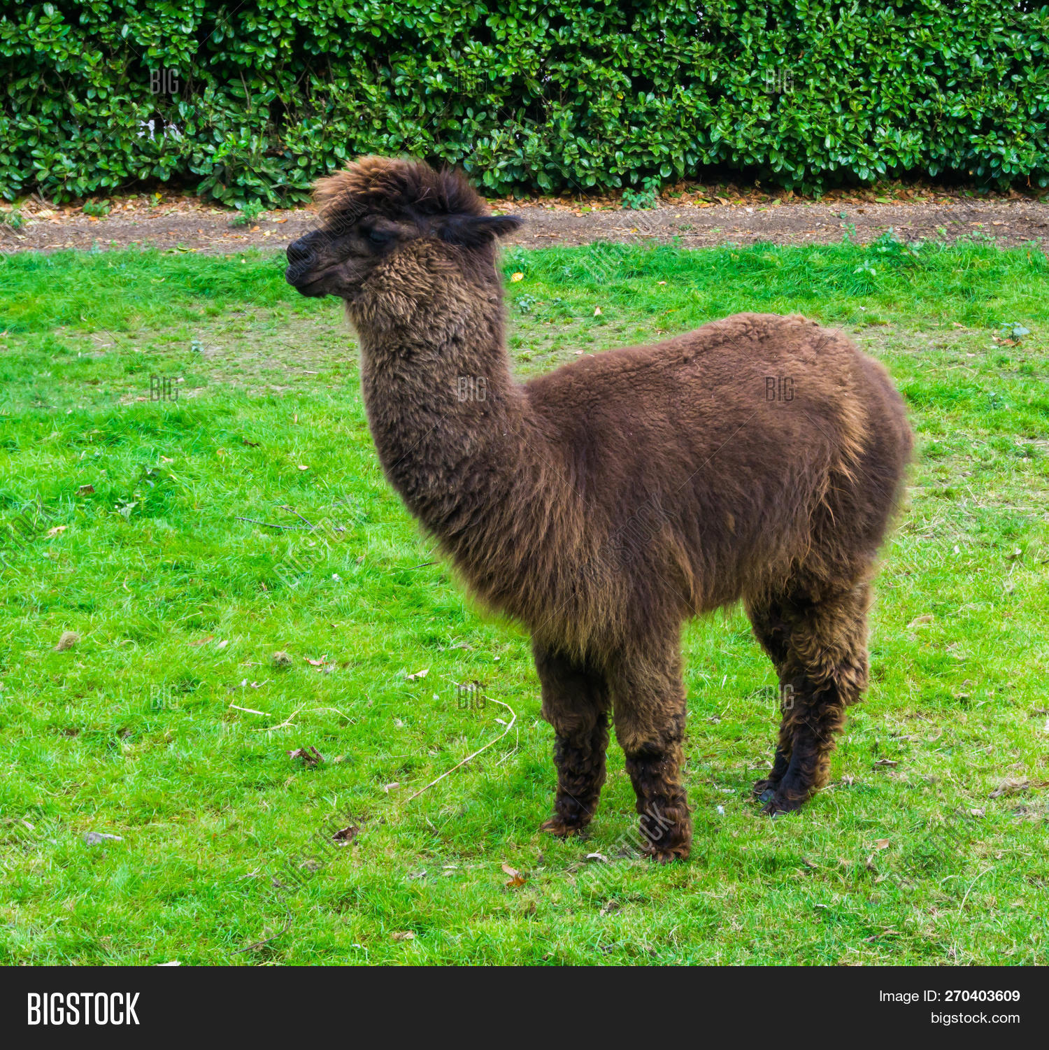 Camelidae,Huacaya,Vicugna,adorable,alpaca,america,american,andes,animal,beautiful,biology,brown,camel,camelid,cuddly,cute,fiber,fluffy,funny,fur,furry,grass,haired,hairs,hairy,llama,long,mammal,pacos,peru,peruvian,specie,species,standing,suri,travel,traveling,wild,wildlife,wool,woolen,zoo,zoology