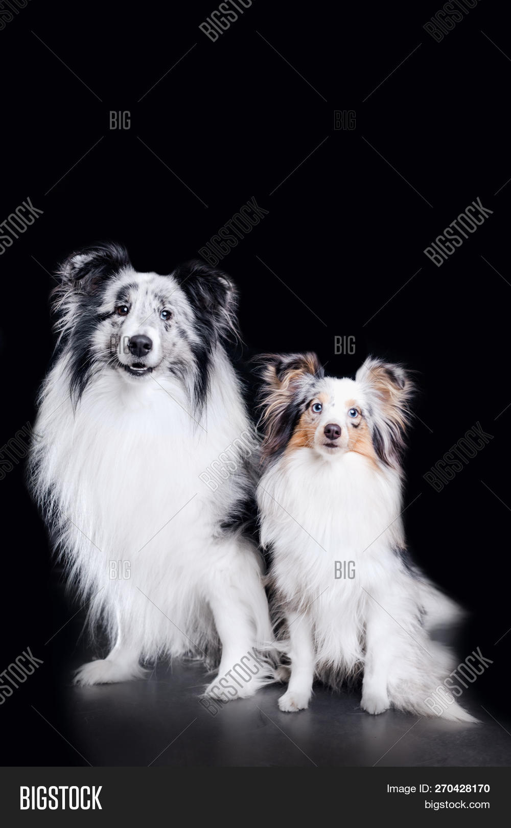 alaskan,animals,anticipation,attention,beautiful,blue,bright,brown,canine,cheerful,collie,color,cute,dog,domestic,eye,female,flower,foliage,footpath,forest,friendship,front,fur,grass,green,image,landscapes,lawn,looking,mammals,nature,obedience,outdoors,park,pets,plant,purebred,sheltie,side,silver,spring,stand,staring,summer,view,white,wild,yellow