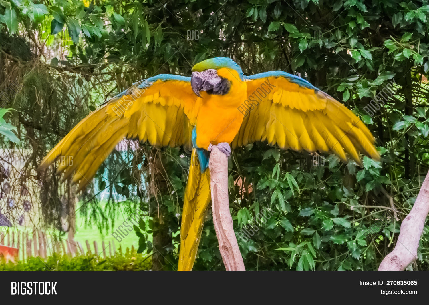 Psittacidae,america,american,and,animal,ara,ararauna,aviculture,big,bird,blue,branch,bright,caribbean,color,colorful,colorfully,cute,exotic,feathers,funny,gold,green,large,macaw,open,parrot,pet,spreading,striking,tropical,unfold,unfolded,vibrant,vivid,wild,wildlife,wing,wooden,yellow