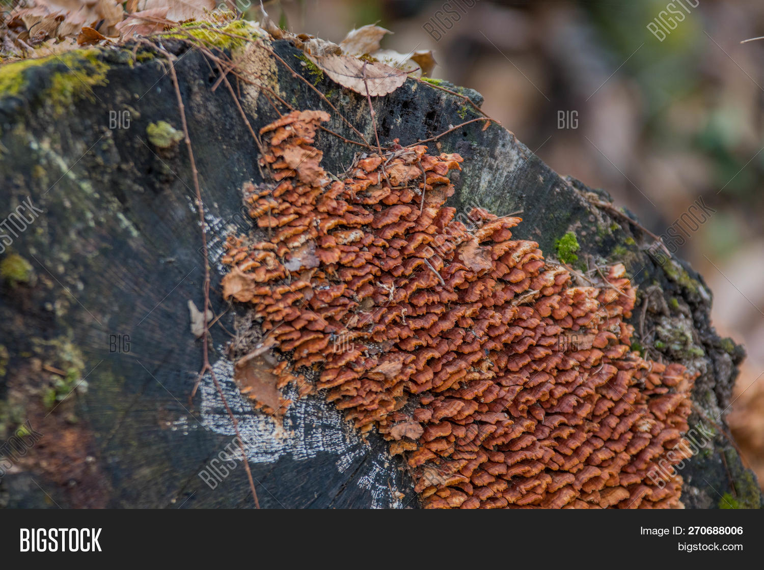 autumn,background,bark,beautiful,beech,bracket,brown,cap,chicken,close-up,closeup,color,conks,dead,decay,environment,fall,food,forest,fungi,fungus,group,growing,growth,macro,moss,mushroom,natural,nature,organic,parasite,park,plant,polypore,polyporus,rainforest,rot,season,seasonal,shelf,small,stump,toadstool,tree,trunk,white,wild,wood,woodland,yellow