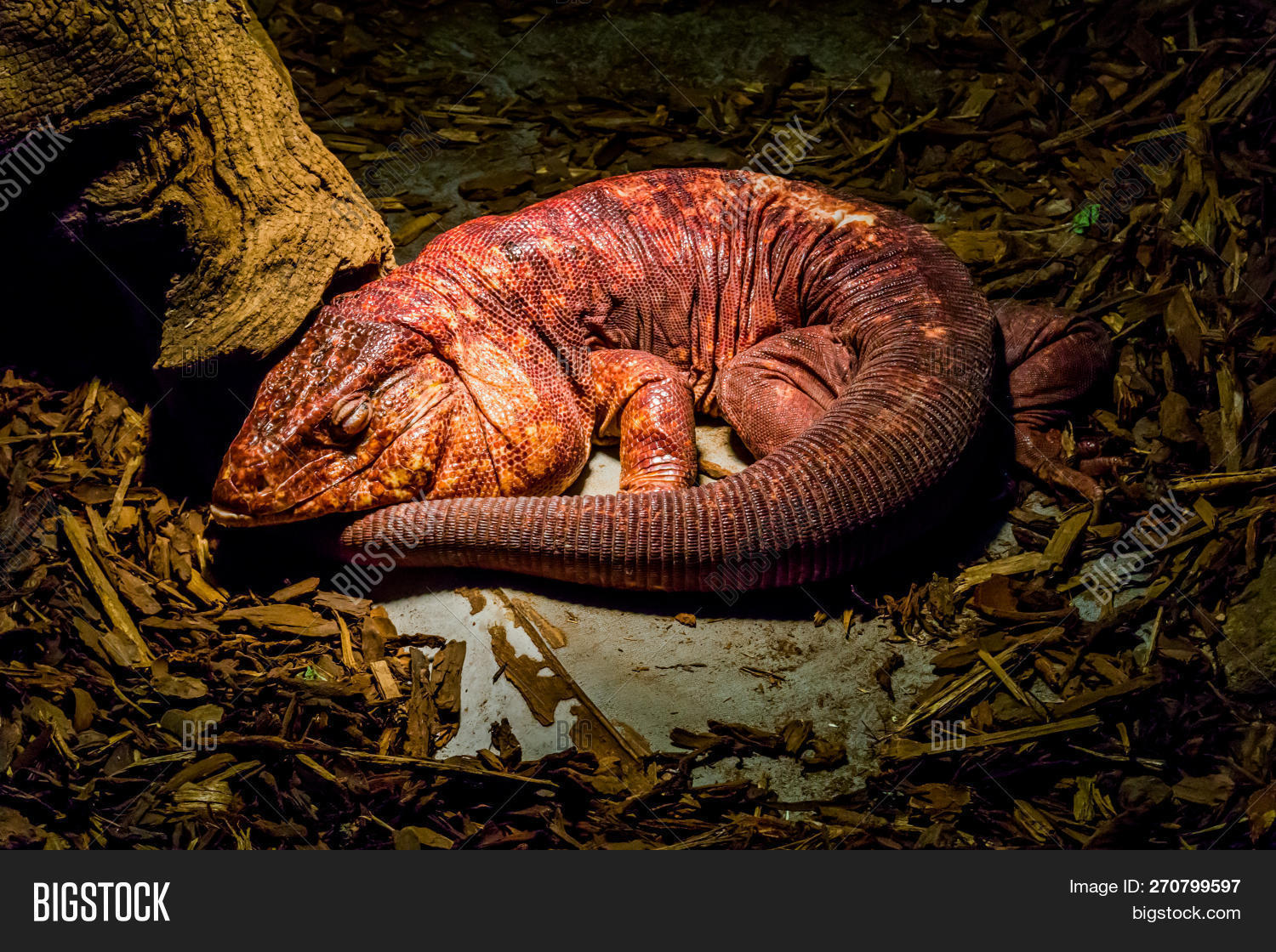 Squamata,Teiidae,america,american,animal,argentina,argentine,big,bolivia,bolivian,color,colored,enormous,exotic,head,huge,jowls,large,paraguay,paraguayan,pattern,pet,red,reptile,rest,resting,rufescens,salvator,scaled,skin,sleep,sleeping,sleepy,striped,stripes,tail,tailed,tegu,tropical,west,western,whiptail,zoo