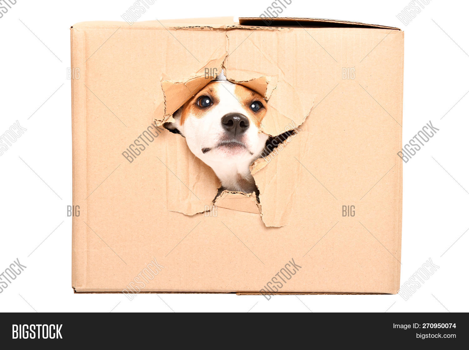 adorable,animal,baby,background,beautiful,box,breed,brown,canine,cardboard,cheerful,closeup,color,concept,curious,cute,dog,doggy,domestic,face,fun,funny,game,happy,head,hide,hiding,hole,isolated,jack,little,looking,lovable,lovely,paper,parson,pedigreed,peeking,pet,playful,playing,pretty,puppy,russel,russell,shot,terrier,through,torn,white