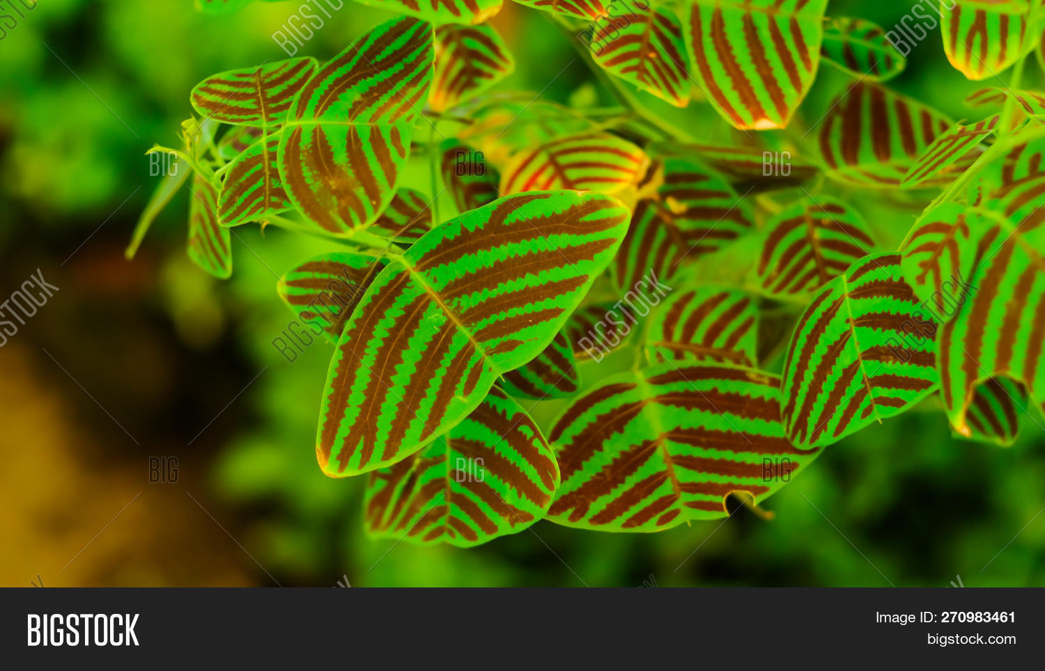 Oxalidaceae,Oxalis,asian,background,beautiful,beauty,bright,butterfly,christia,closeup,colorful,decor,design,flower,fresh,garden,green,leaf,leaves,light,macro,natural,nature,obcordata,outdoor,park,pattern,plant,red,small,sp,spring,stripes,summer,texture,textured,thai,thailand,tree,vibrant,white