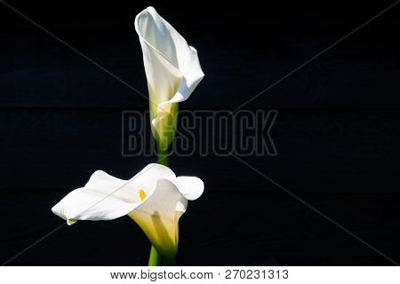 Condolence Card With White Flowers Calla Lily On Black Background, Dark Key Concept, Copy Space