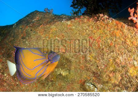 blue ringed angelfish fish