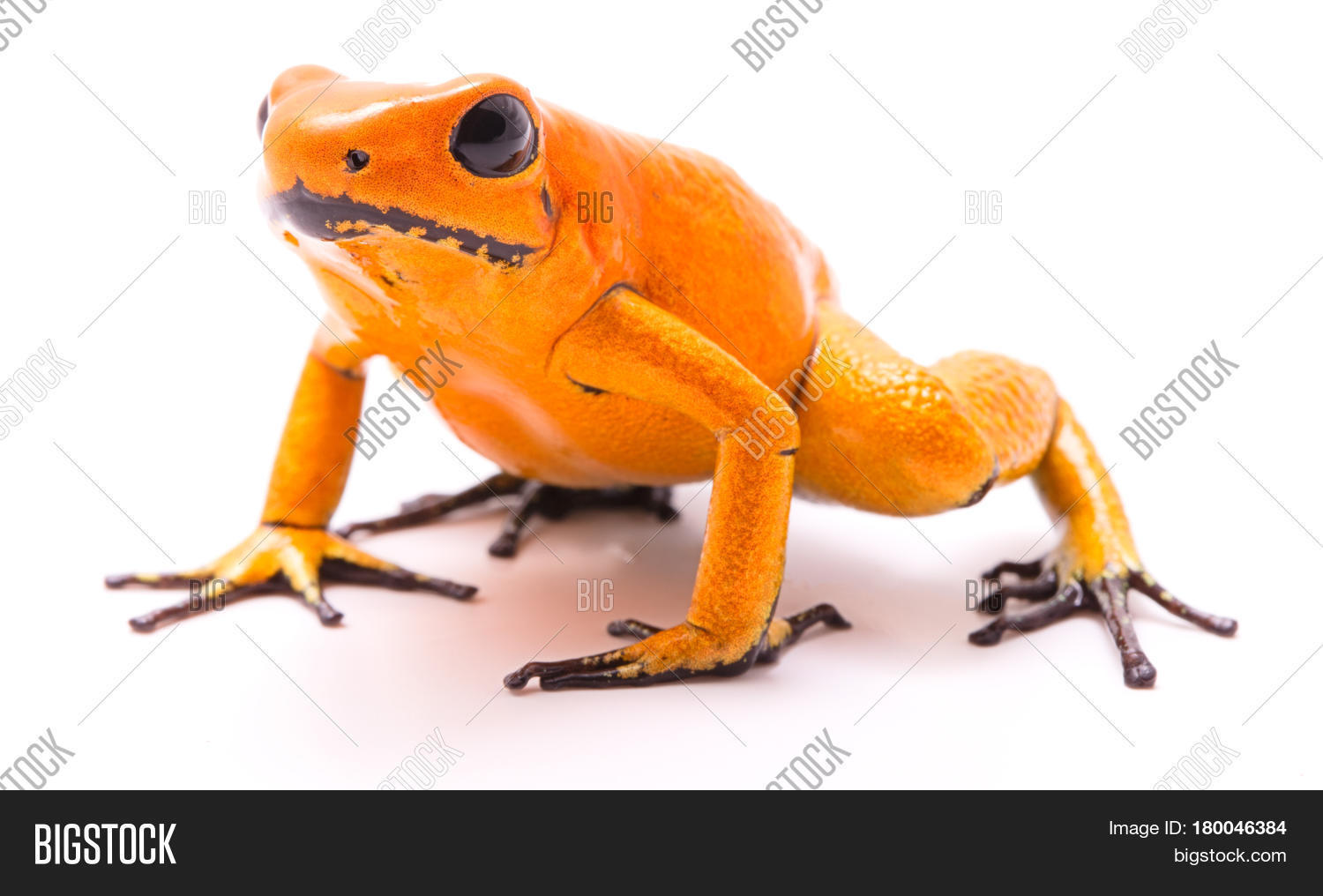 poison dart frog, Phyllobates terribilis orange. Most poisonous animal