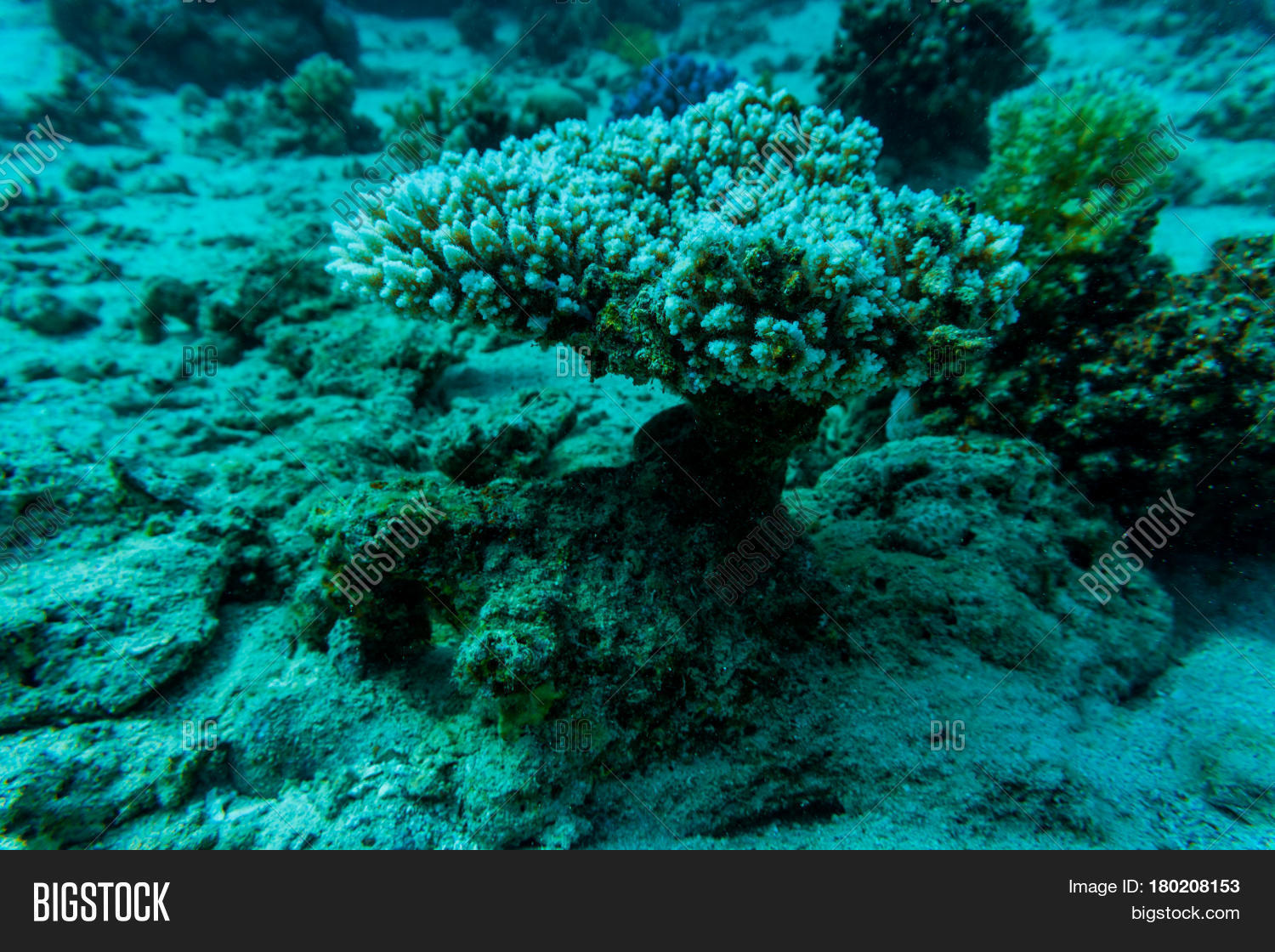 animals,beauty,blue,bottom,bright,camouflage,close-up,color,colored,coral,danger,diving,fin,fish,floating,floor,grand,hiding,life,motion,move,nature,ocean,one,predator,ray,reef,ripple,saltwater,sand,sandbar,scenics,sea,sports,spotted,stingray,swim,tail,travel,tropical,turquoise,underwater,vibrant,water,wild,wildlife