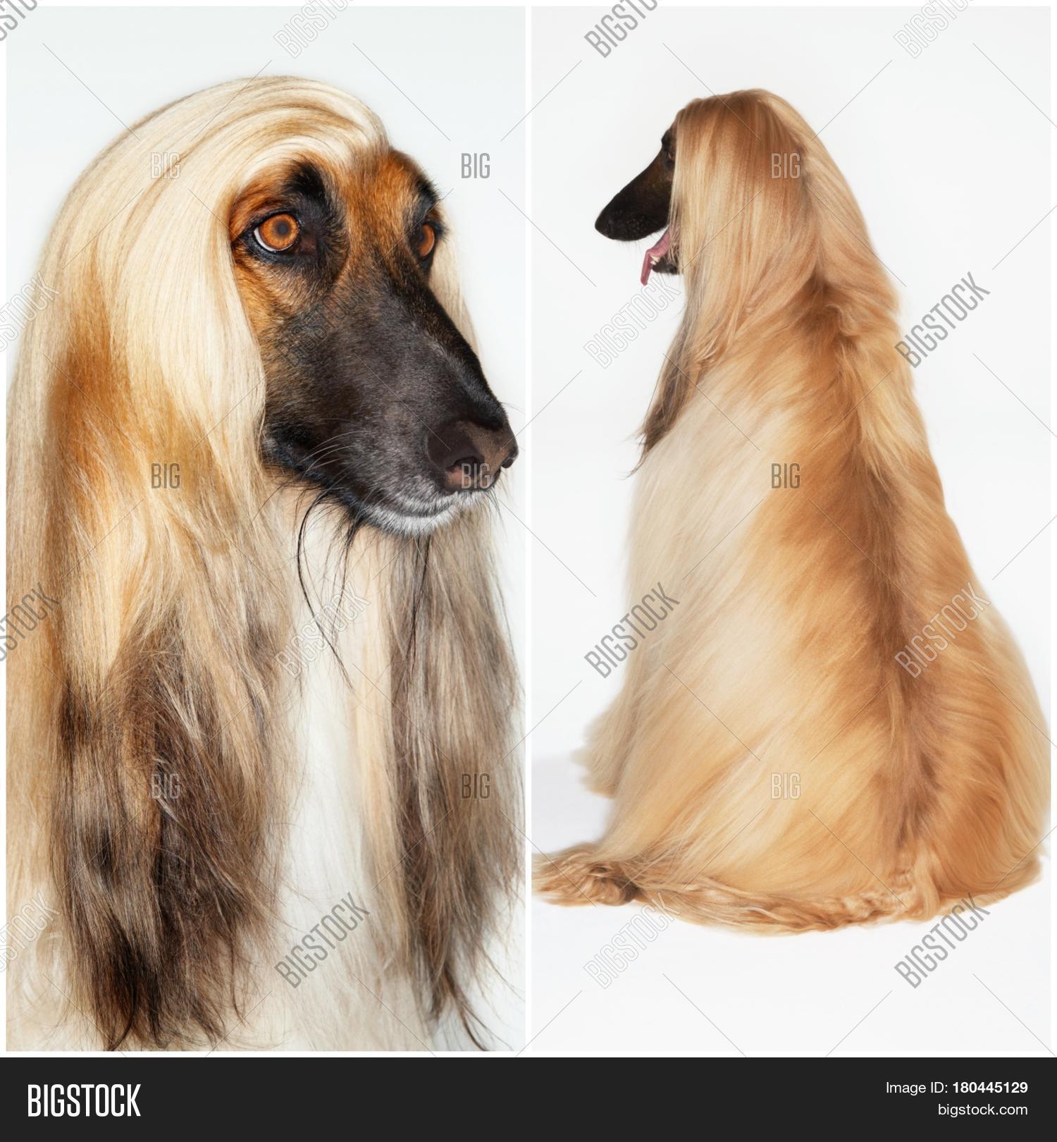 Afghan Hound Collage 180445129 Image Stock Photo