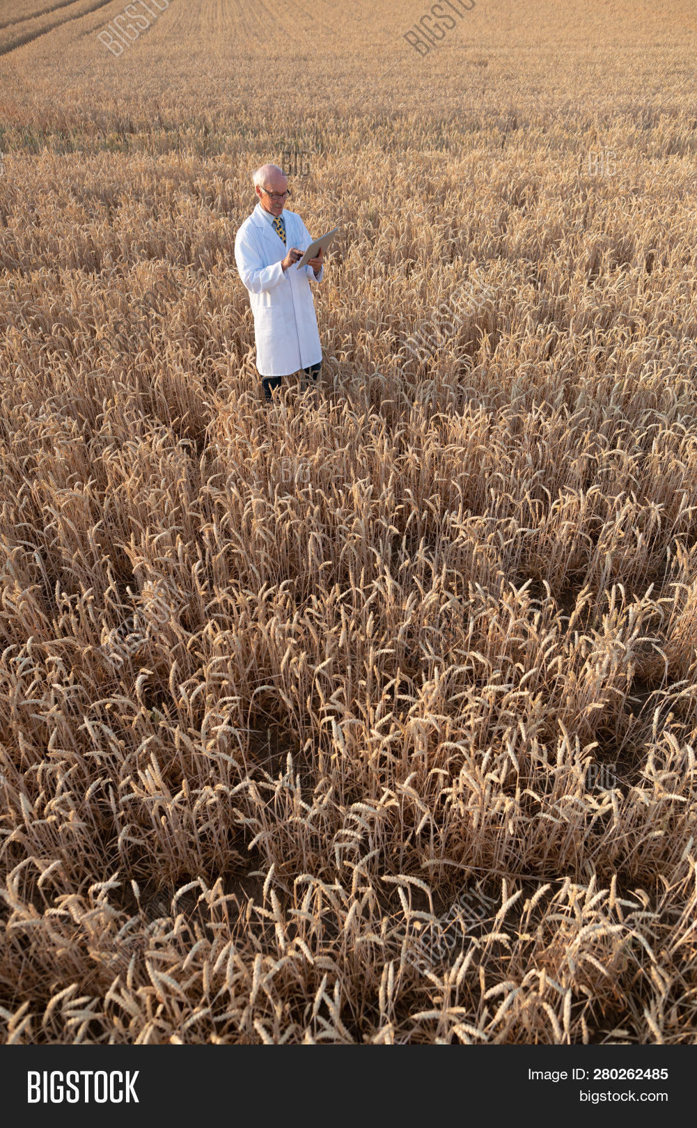 agricultural,agriculture,biologist,biotech,biotechnology,breeder,checking,clipboard,computer,crop testing,cultivation,cultivator,data,entering,farmer,farming,field,field test,grain,green revolution,grower,growing,harvest,industrial,industry,inspecting,inspection,lab coat,looking,man,nature,people,research,researcher,sample,science,scientist,seeds,tablet,tablet computer,technology,test,test field,testing,wheat,wheat field,yield