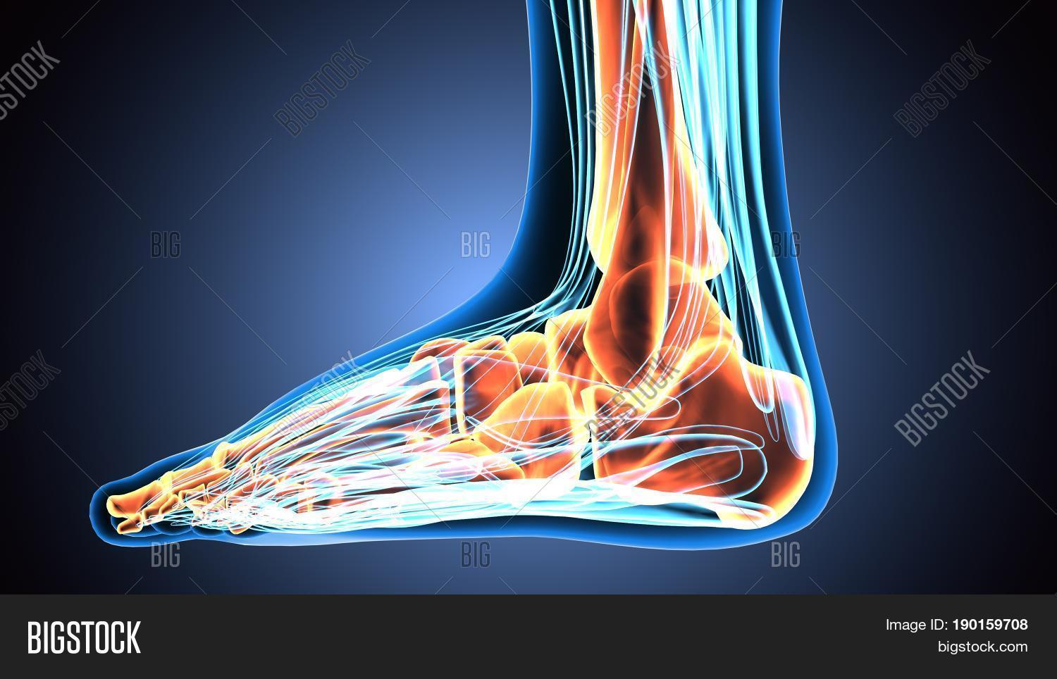 3d,ache,anatomical,anatomy,arthritis,biology,blue,body,bone,care,cartilage,elbow,femur,fibula,health,human,humerus,hurt,illustration,inflammation,infographic,injury,isolated,joint,knee,leg,man,medical,medicine,muscle,osteoporosis,pain,painful,patella,physical,radius,scapula,science,shoulder,skeletal,skeleton,spine,sport,therapy,tibia,ulna,x-ray