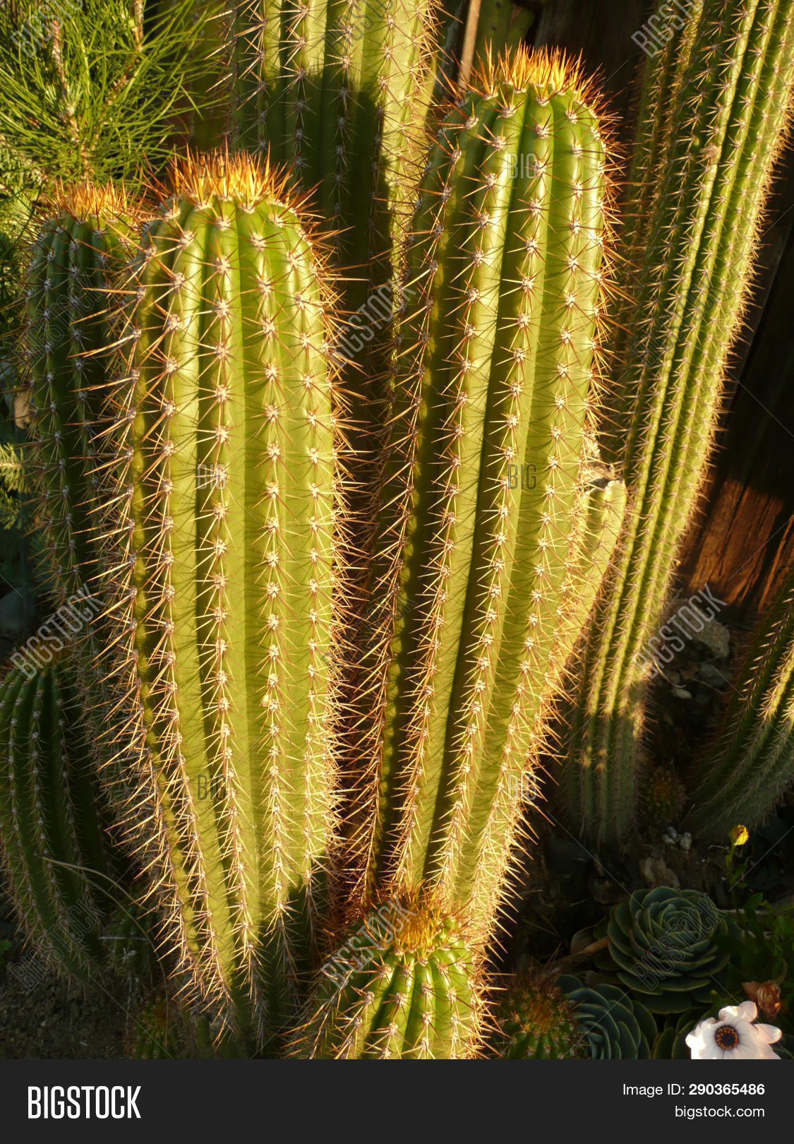biology,cacti,cactus,close,cluster,column,columnar,country,curved,daylight,daytime,desert,ecology,environment,garden,gardening,golden,green,groups,leaning,lines,long,morning,native,natural,nature,no,outdoor,patterns,people,plants,postcard,regular,rural,shadows,southwest,species,spiny,summer,sunlight,sunny,tall,textures,thorny,travel,up,vacation,vertical,warm,western