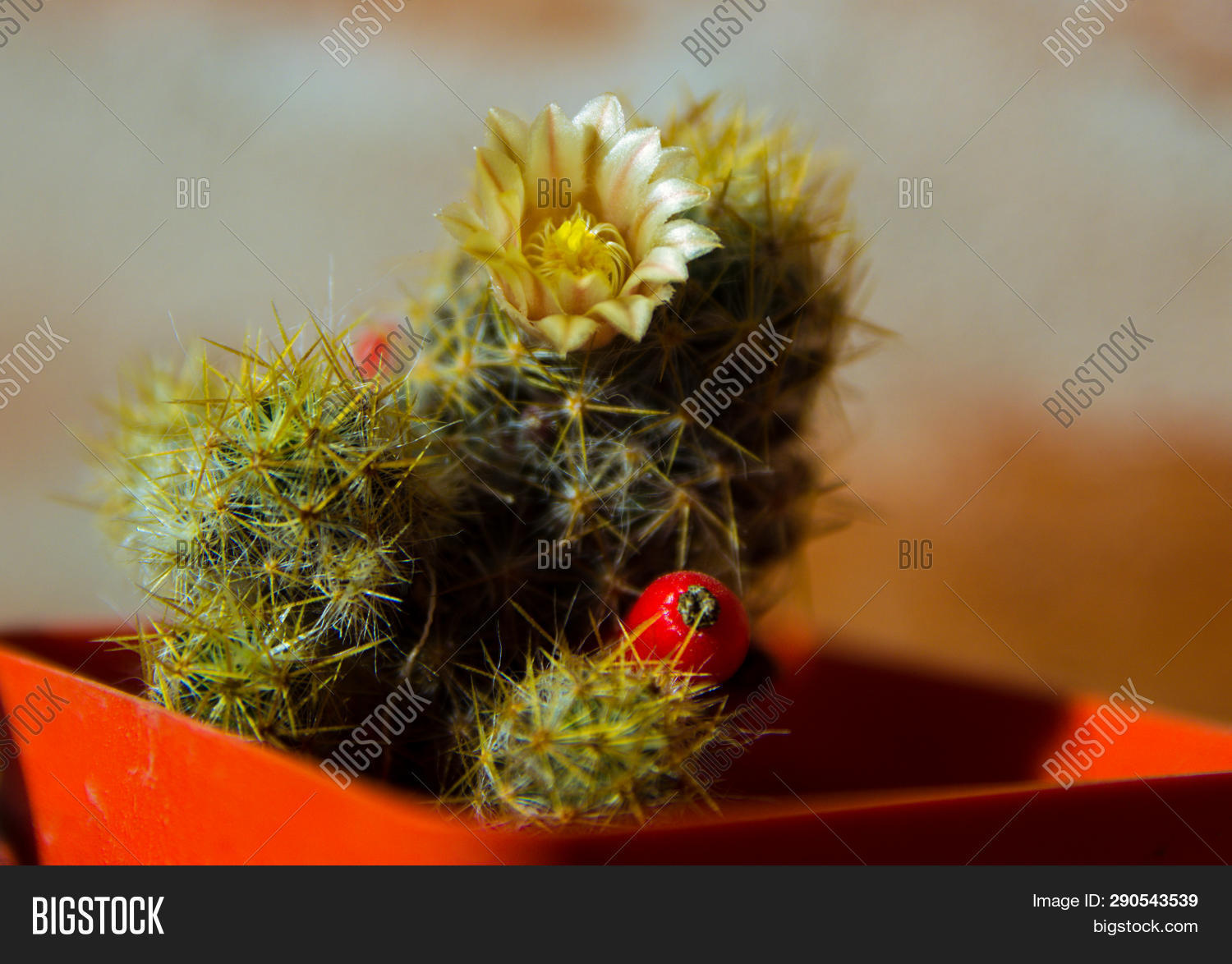 amarillo,cactus,flor,fruto,naturaleza,rojo,vegetal