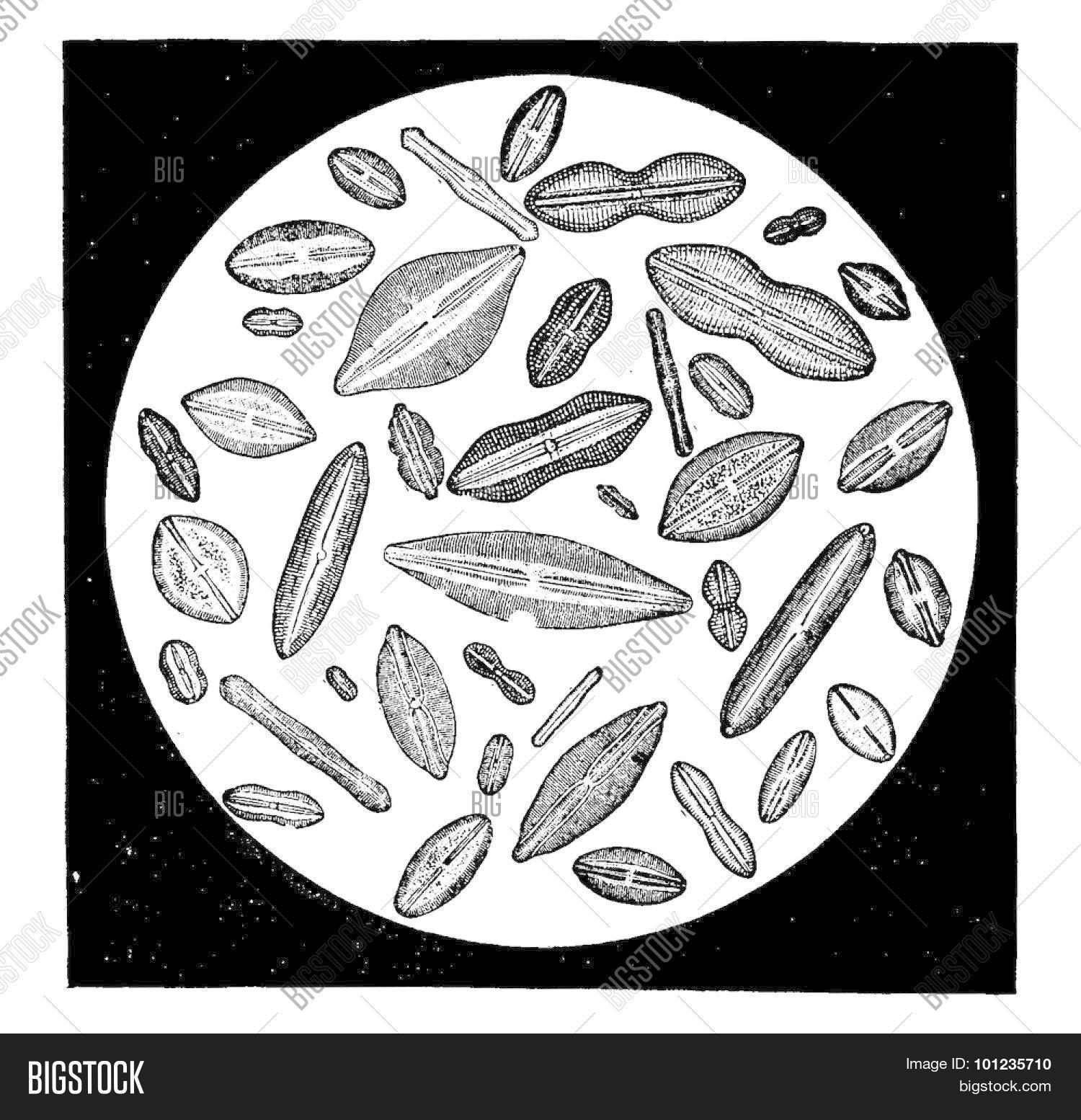algae,ancient,antique,art,artwork,biology,black,cells,diatoms,drawing,ecology,engraved,engraving,etching,forms,illustration,microbiology,microorganism,old,phytoplankton,picture,round,science,species,structure,unicellular,various,vector,vintage,white