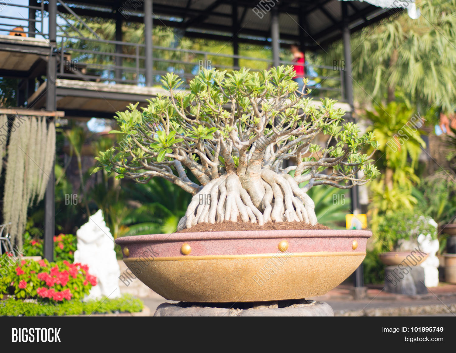 Adenium Obesum Bonsai Tree In Flower Pot 101895749 Image Stock Photo