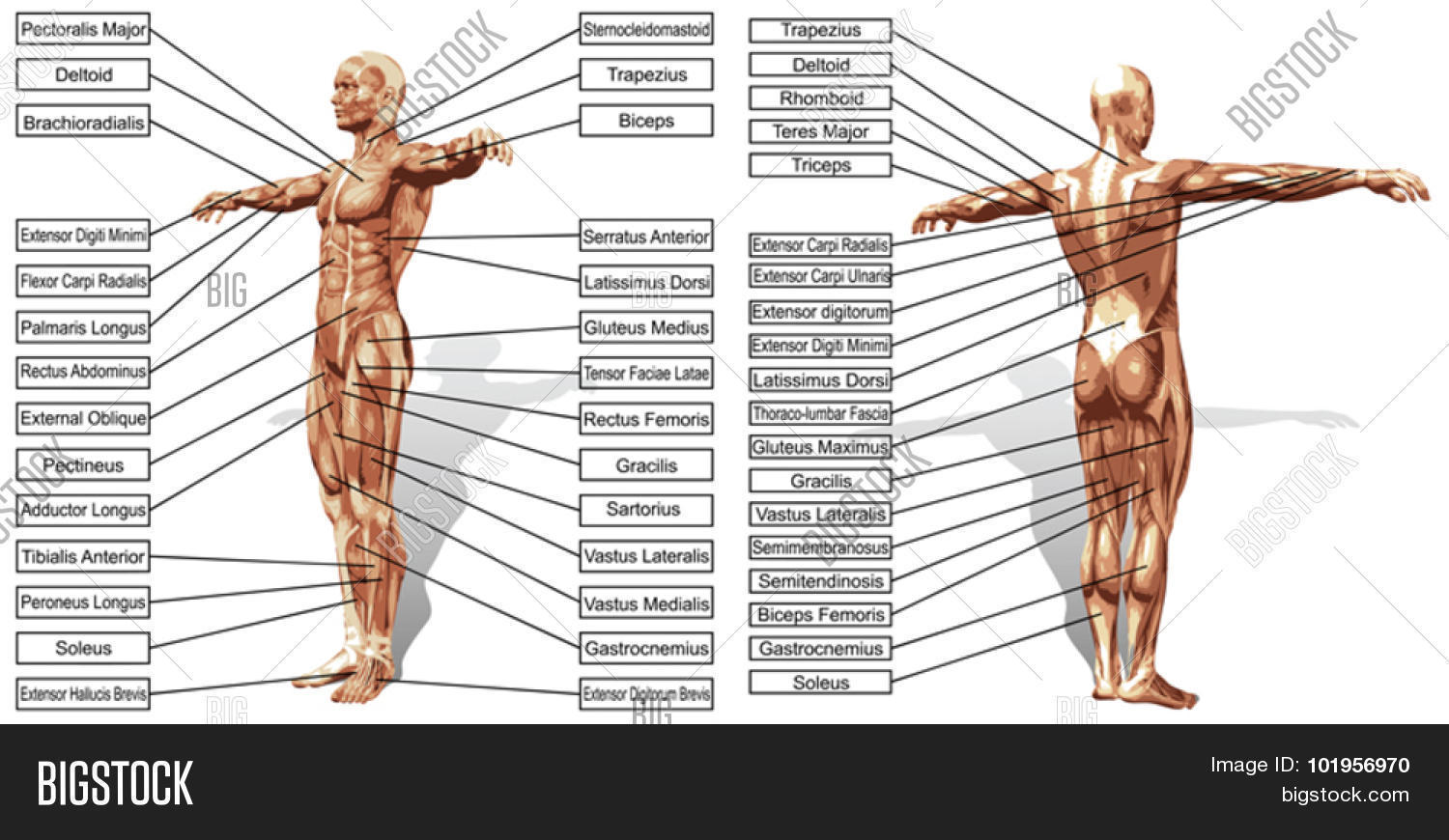 abdominus,adductor,anatomical,anatomically,anatomy,anterior,arm,athletic,back,biceps,biology,body,bodybuilding,boy,brachialis,brachii,brachioradialis,brevis,deltoid,dorsi,femoris,fitness,gastrocnemius,gracilis,gym,health,human,iliacus,internal,isolated,latissimus,major,male,man,medical,medicine,muscle,muscular,musculature,naked,oblique,physical,pose,psoas,rectus,sartorius,science,serratus,skin,strength,structure,text,trapezius,triceps,vector,white