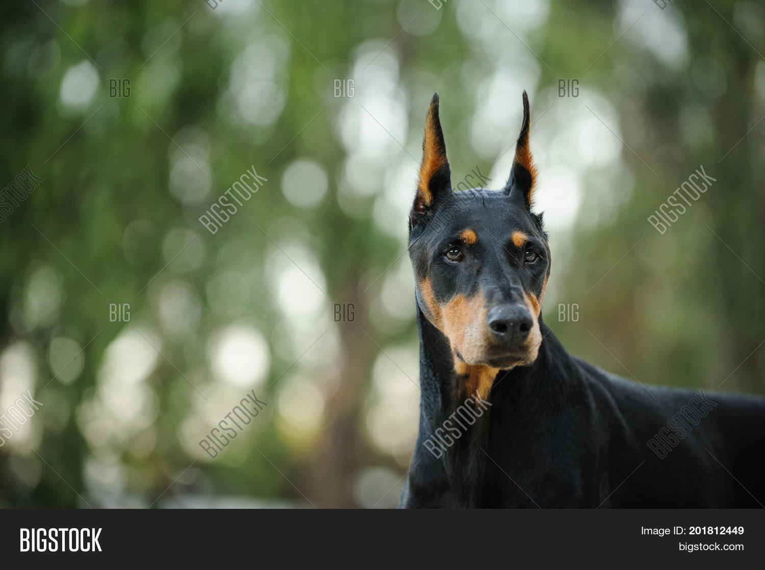 doberman ears uncut