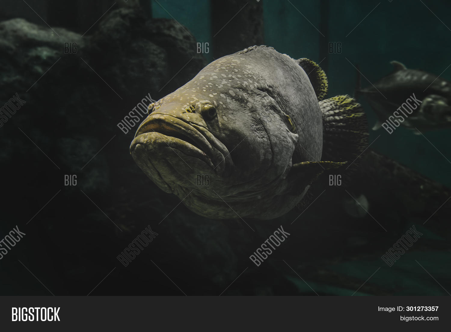 adventure,animal,aquarium,aquatic,background,bass,big,biology,black,blue,body,brindlebass,brown,bumblebee,channel,close,cod,face,fish,food,game,giant,green,grouper,isolated,large,largemouth,life,marine,menu,monster,nature,ocean,queensland,reef,science,sea,snapper,spot,spotted,summer,tail,tank,tropical,underwater,up,water,white,wild,wildlife