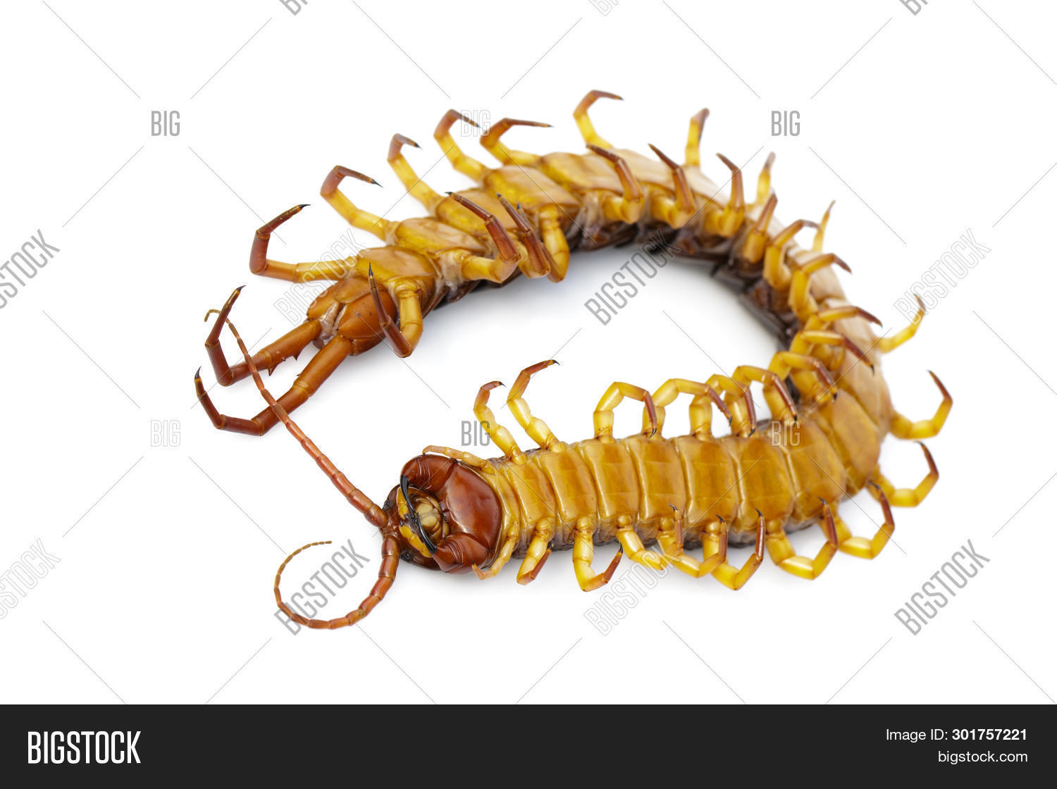 animal,antenna,arthropod,background,beauty,blood,body,brown,bug,centipede,chilopoda,closeup,colorful,crawling,creature,creepy,danger,dangerous,dead,detail,eye,face,garden,giant,head,insect,invertebrate,isolated,leg,life,live,looking,macro,millipede,nature,orange,outdoors,poisonous,predator,scary,scolopendra,space,venom,white,wildlife,worm