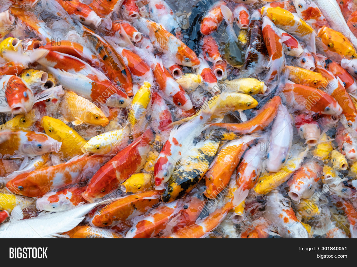 animal,aquatic,asia,asian,background,carp,color,colorful,courage,day,eat,exotic,feed,fish,fishing,food,fortune,frenzy,garden,gold,golden,hobby,hungry,japan,japanese,koi,luck,lucky,many,mouth,nature,orange,oriental,ornamental,pet,pond,pool,red,relaxation,scramble,stream,strength,swim,symbol,tranquil,tropical,underwater,water,wildlife,yellow