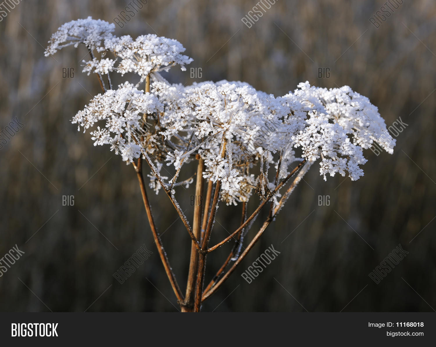 apiaceae,britain,british,cold,england,flora,flower,freeze,freezing,frost,frozen,horizontal,ice,landscape,nature,oxfordshire,plant,rural,seed,uk,umbellifer,umbelliferae,white,wild,wildflower,wildlife,winter