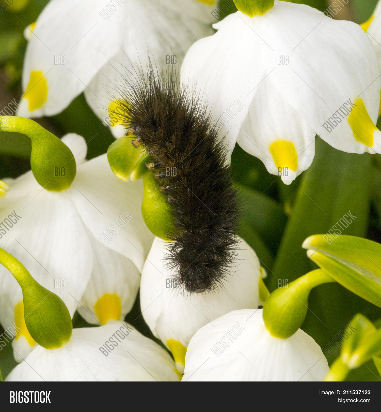 Arctiidae Caterpillar Crawling On A Snowdrop 211537123 Image
