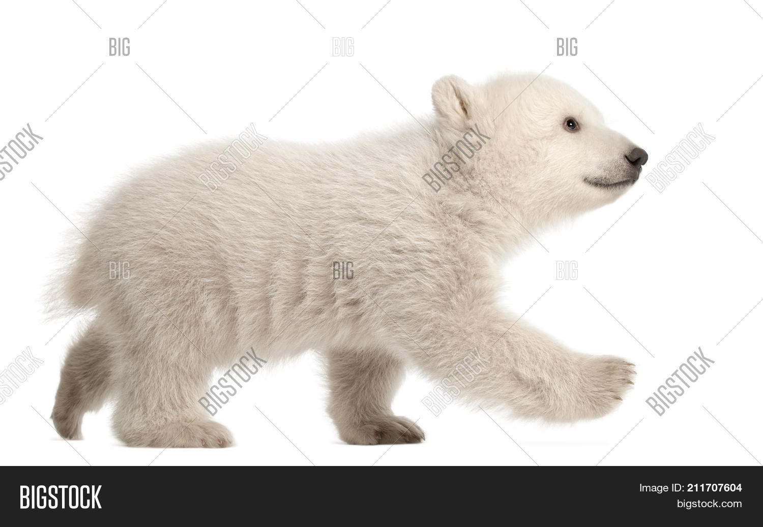 alone,animal,bear,bear cub,cub,cut out,cute,full length,fur,furry,horizontal,isolated,isolated on white,looking up,mammal,no people,nobody,one animal,polar bear,polar bear cub,side view,studio shot,ursus maritimus,vertebrate,walking,white,white background,wild,wild animal,wildlife,young,young animal