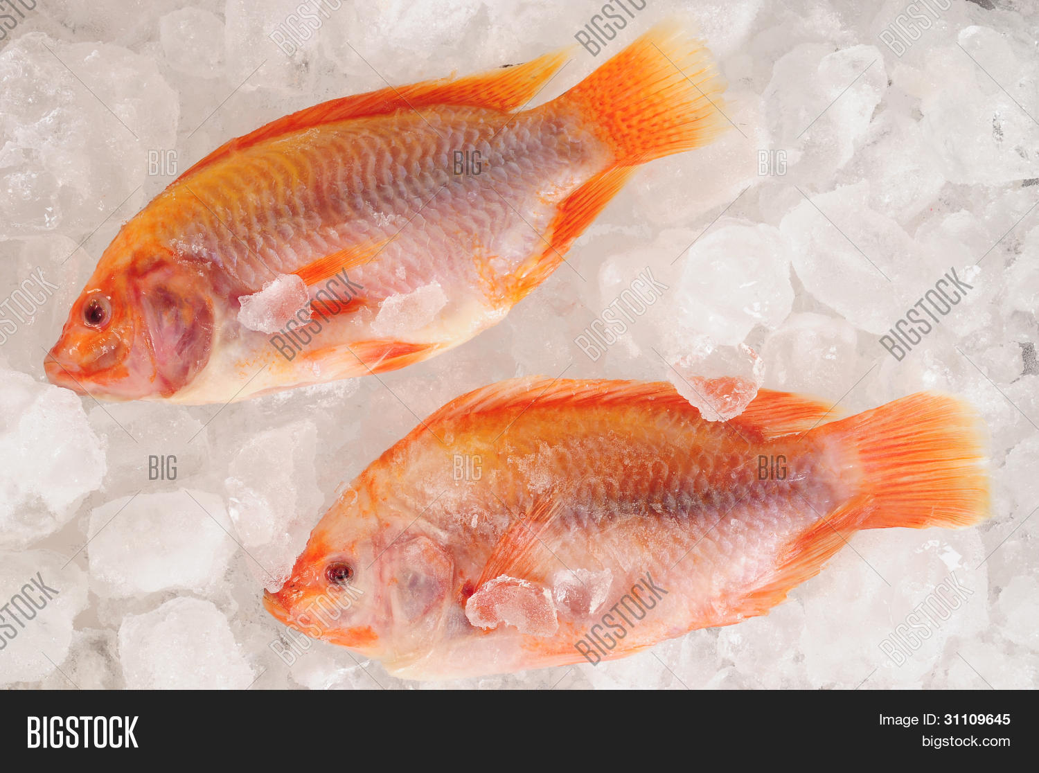 Frozen Fish 31109645 Image Stock Photo