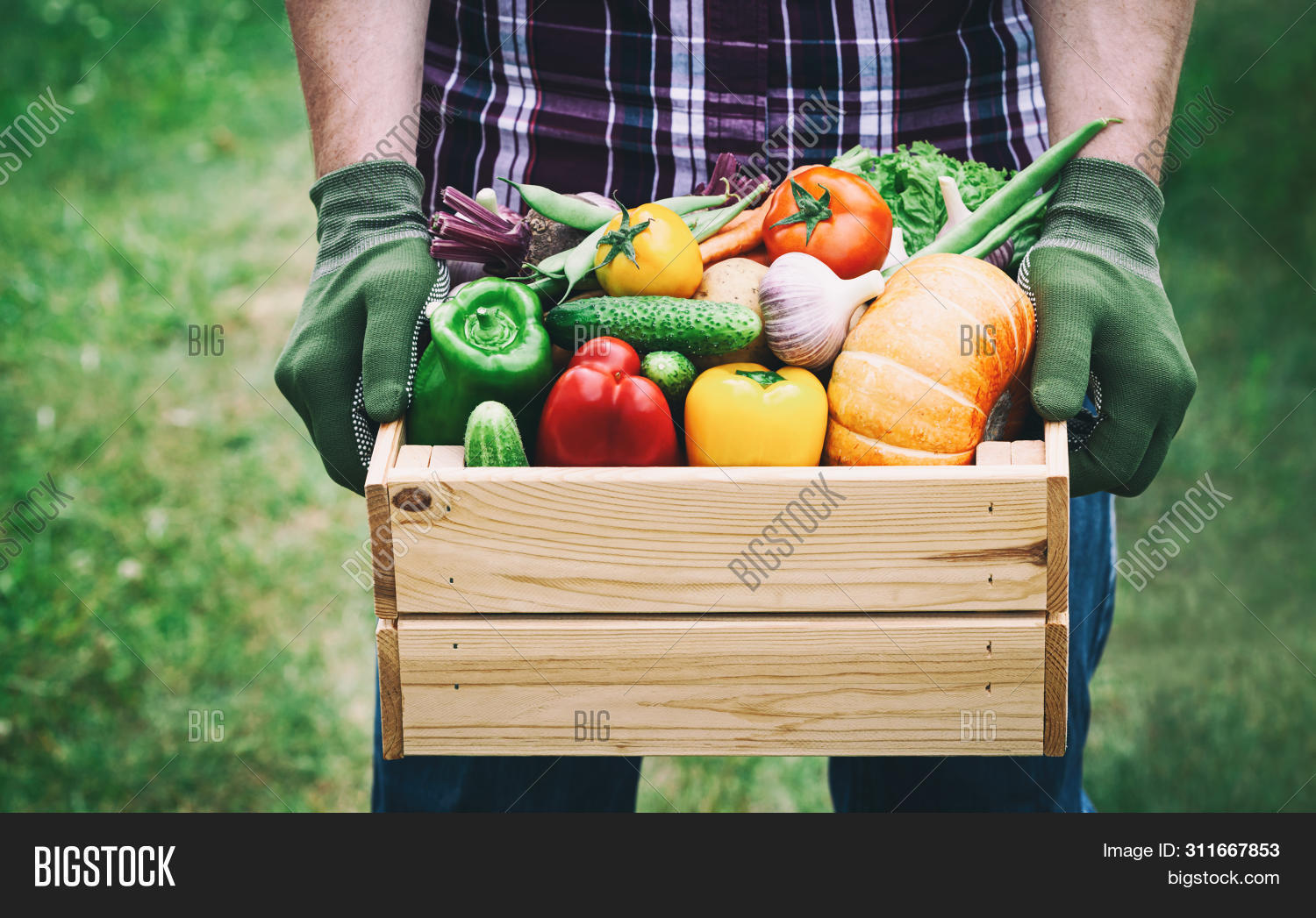 agriculture,assortment,autumn,background,basket,box,closeup,color,concept,container,crop,cultivation,fall,farmer,farming,food,fresh,fruitage,gardening,green,growing,hand,harvesting,healthy,heap,holding,horticulture,man,market,natural,nature,new,organic,outdoor,picking,plant,produce,ripe,root,rustic,season,summer,thanskgiving,vegetable,vintage,wooden,worker