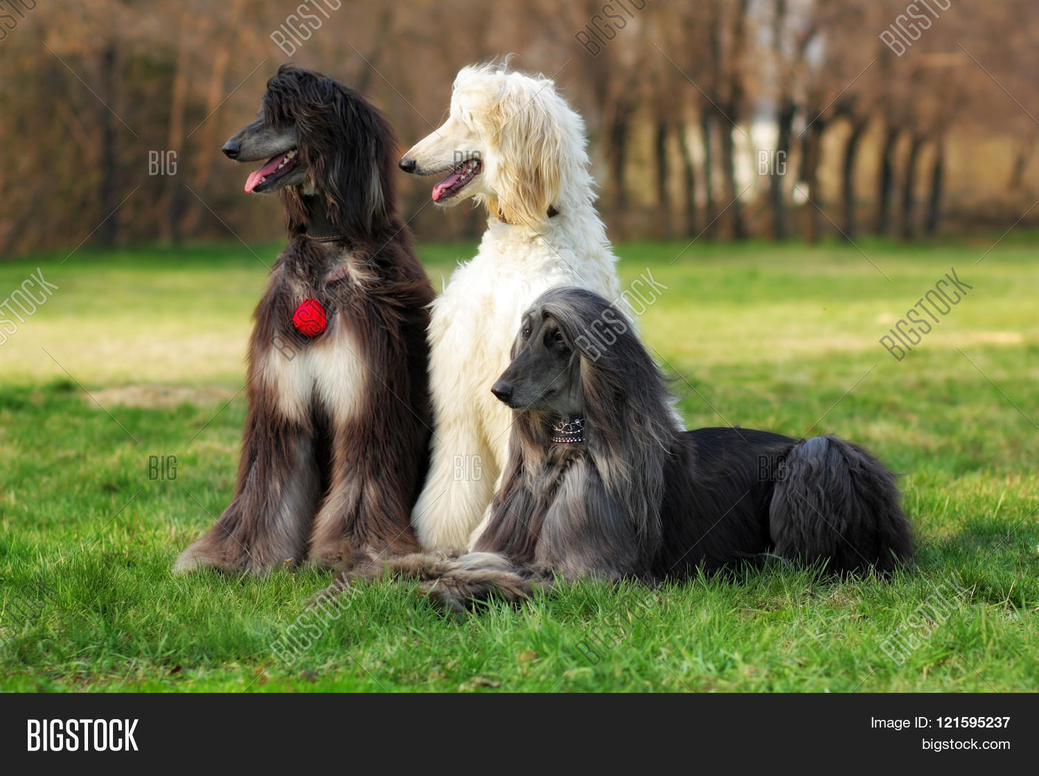 Three Dogs Breed Afghan Hound 121595237 Image Stock Photo