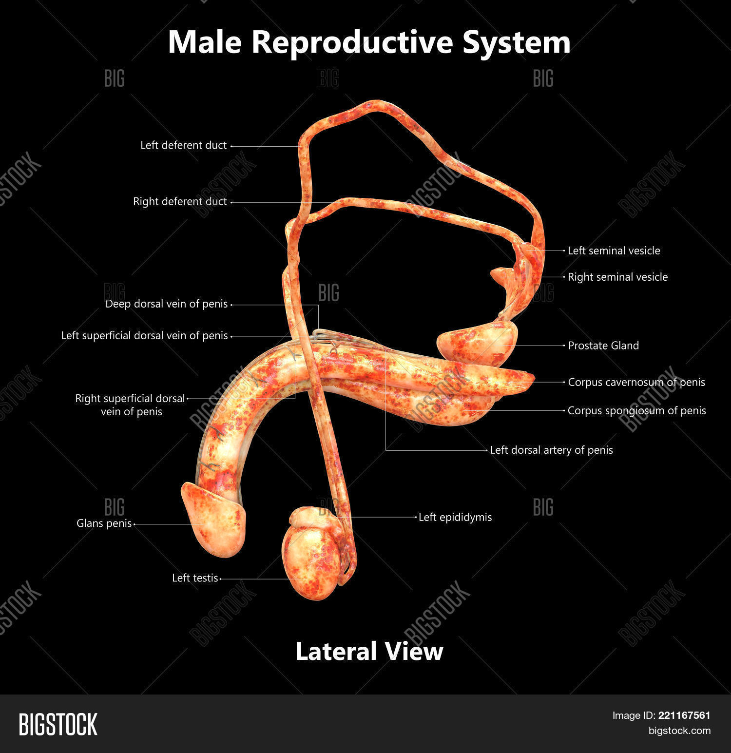 3d,abstract,anatomical,anatomy,bladder,body,ejaculate,ejaculatory,epididymis,erectile,genital,gland,health,healthy,human,illustration,infographic,label,lateral,male,man,medical,muscle,organ,penis,prostate,pubic,rectum,render,reproduction,reproductive,science,scientific,scrotum,section,seminal,sperm,system,testicles,testis,tissue,urethra,urinary,urogenital,view