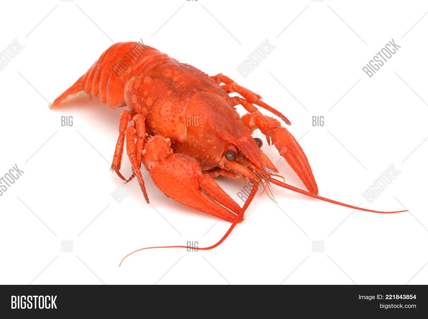 animal,antenna,astrology,background,boil,cancers,carapace,chela,claw,close-up,cooked,crab,crawfish,crayfish,delicatessen,eating,fish,food,freshness,gourmet,hot,invertebrate,isolated,lobster,macro,nipping,nutrition,pincers,prepared,red,river,seafood,shell,shellfish,spicy,tentacle,white