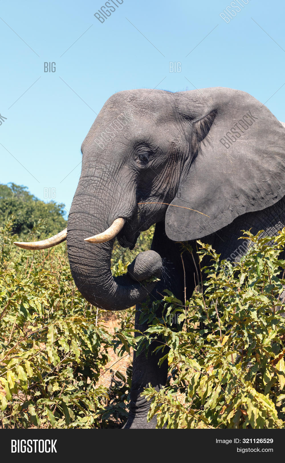 2018,Botswana,Chobe,adult,africa,african,africana,animal,background,beautiful,big,bush,dirty,ears,elephant,endangered,grass,grey,habitat,herbivore,huge,ivory,large,loxodonta,majestic,mammal,muddy,namibia,national,natural,nature,pachyderm,park,portrait,safari,savanna,savannah,sky,south,trunk,walk,walking,water,wild,wilderness,wildlife