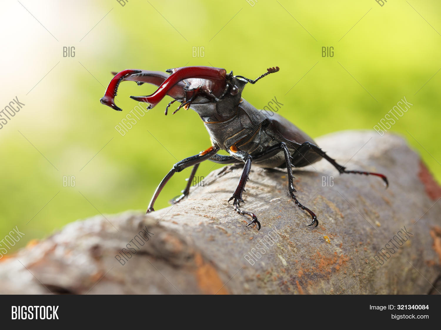 animal,antenna,antler,arthropoda,attack,beetle,big,branch,brown,bug,cervus,closeup,coleoptera,feeler,fight,forest,giant,green,head,horn,horn-beetle,horned,imago,insect,invertebrate,large,leg,lucanidae,lucanus,macro,male,mandible,monster,nature,nobody,red,stag,summer,tree,trunk,whole,wild,wildlife,wood