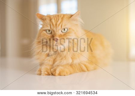 Autor Agency Beautiful Ginger Long Hair Cat Lying On Kitchen