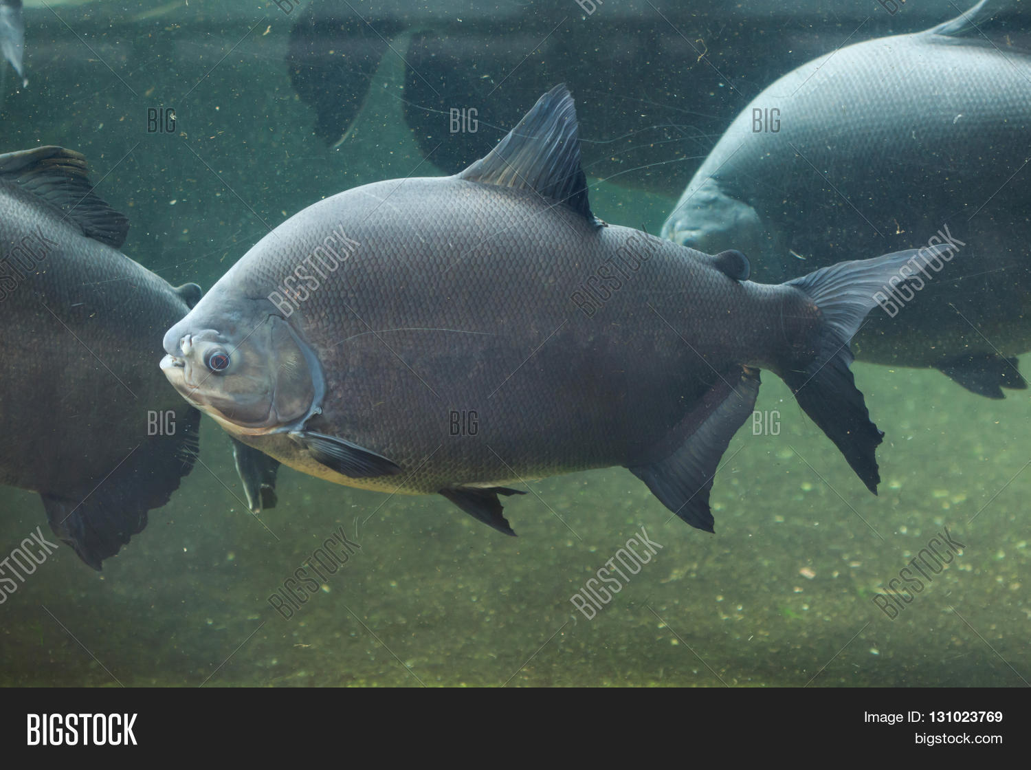 Tambaqui (Colossoma macropomum), also known as the giant pacu. Wild ...