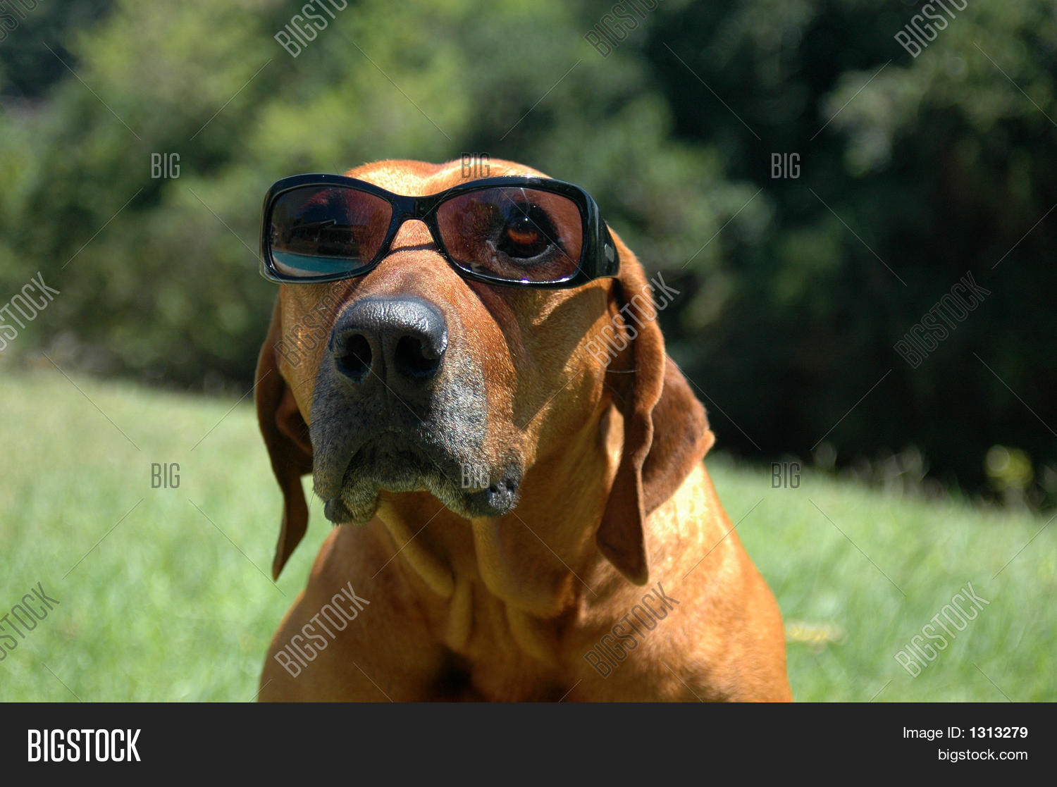 funny rhodesian ridgeback