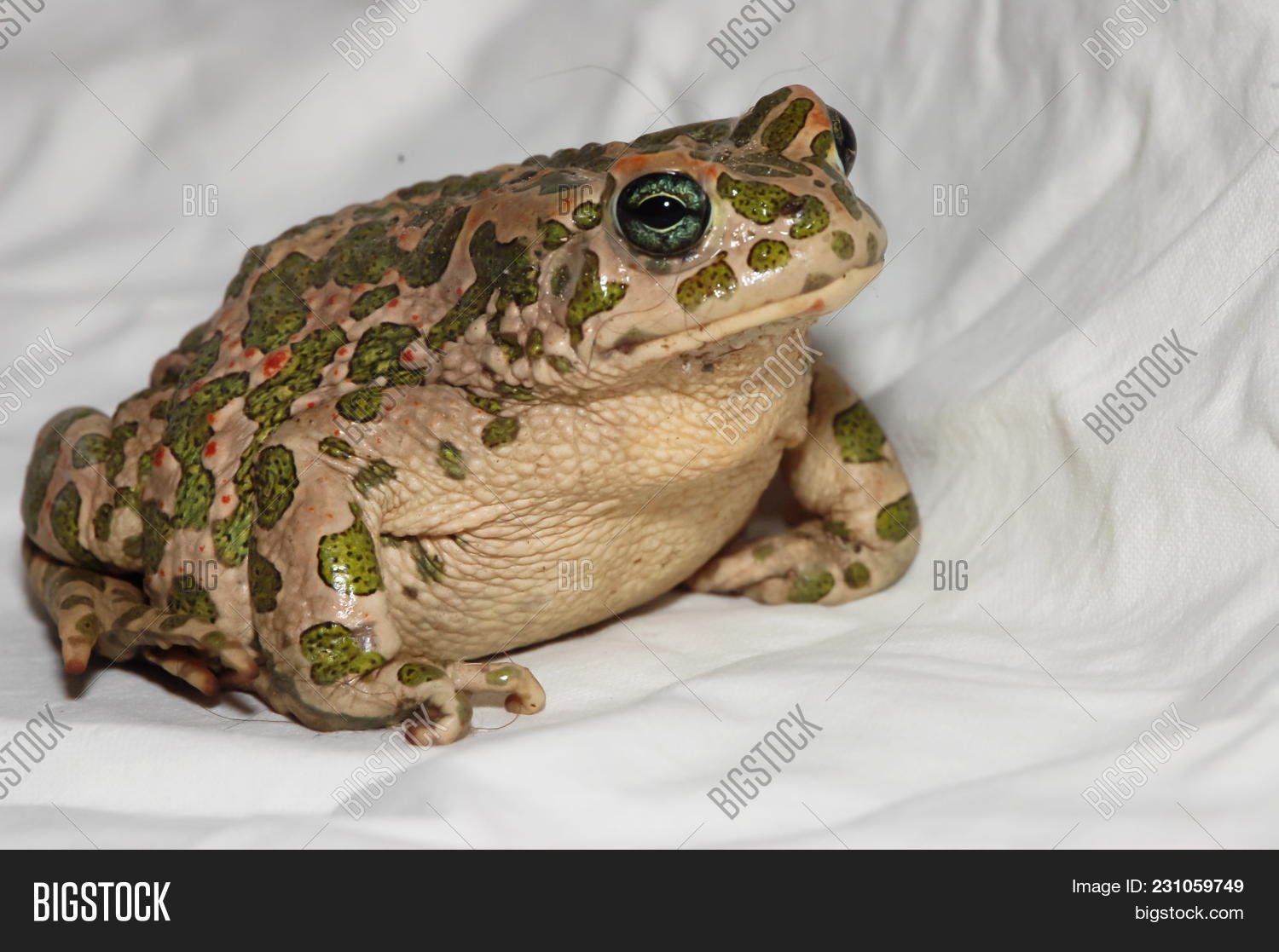 amphibian,animal,bufo,common,european,frog,prince,rare,toad,ugly,wild