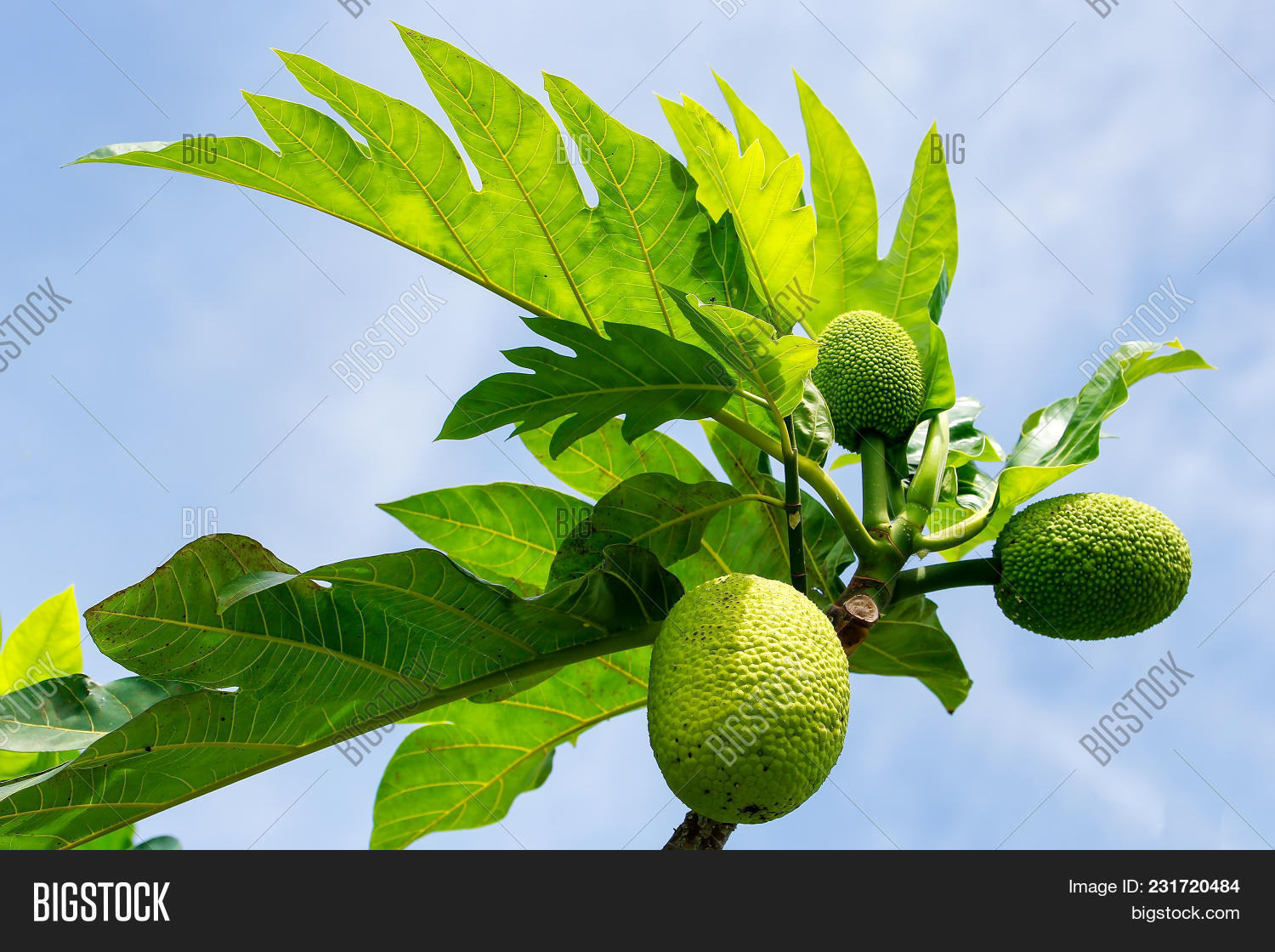 altilis,artocarpus,attraction,bread,breadfruit,destination,exotic,fiji,fijian,flowering,fruit,green,island,jungle,leaf,natural,nature,oceania,pacific,plant,polynesian,rainforest,south,tourism,travel,tree,tropical,tropics